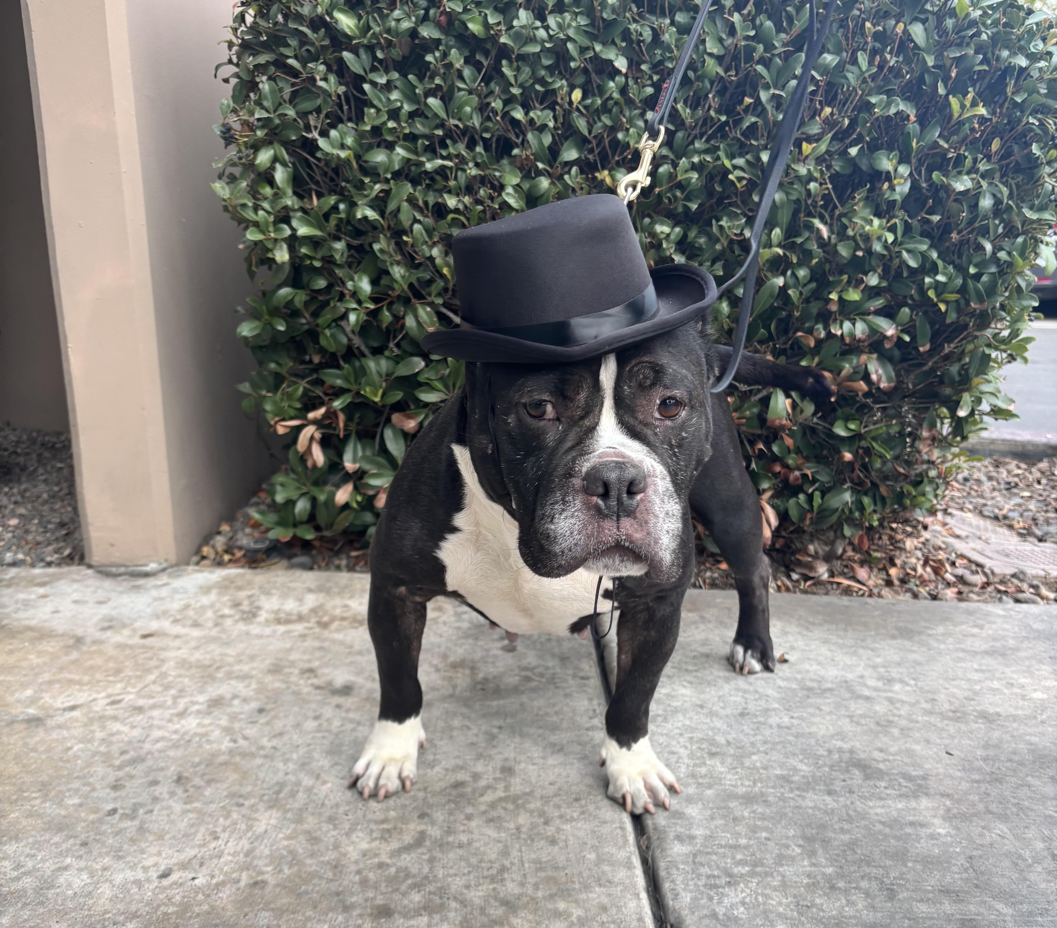 Suzy, a Adoptable Pit Bull Terrier in Rancho Santa Margarita, CA image 3/6