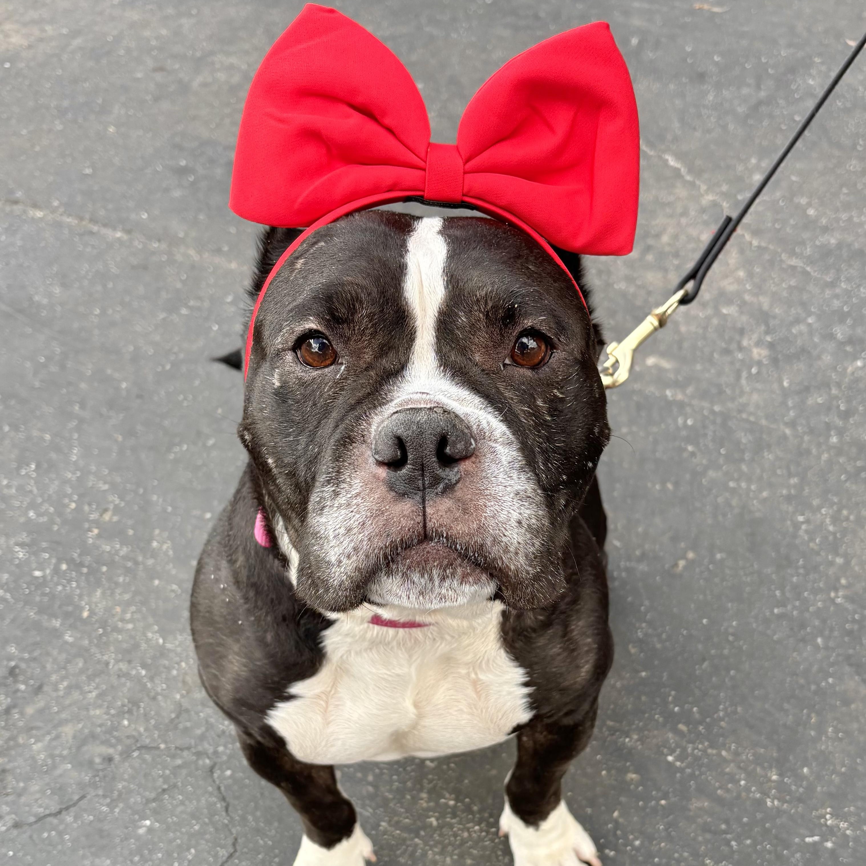 Suzy, Adoptable, Adult Female Pit Bull Terrier.