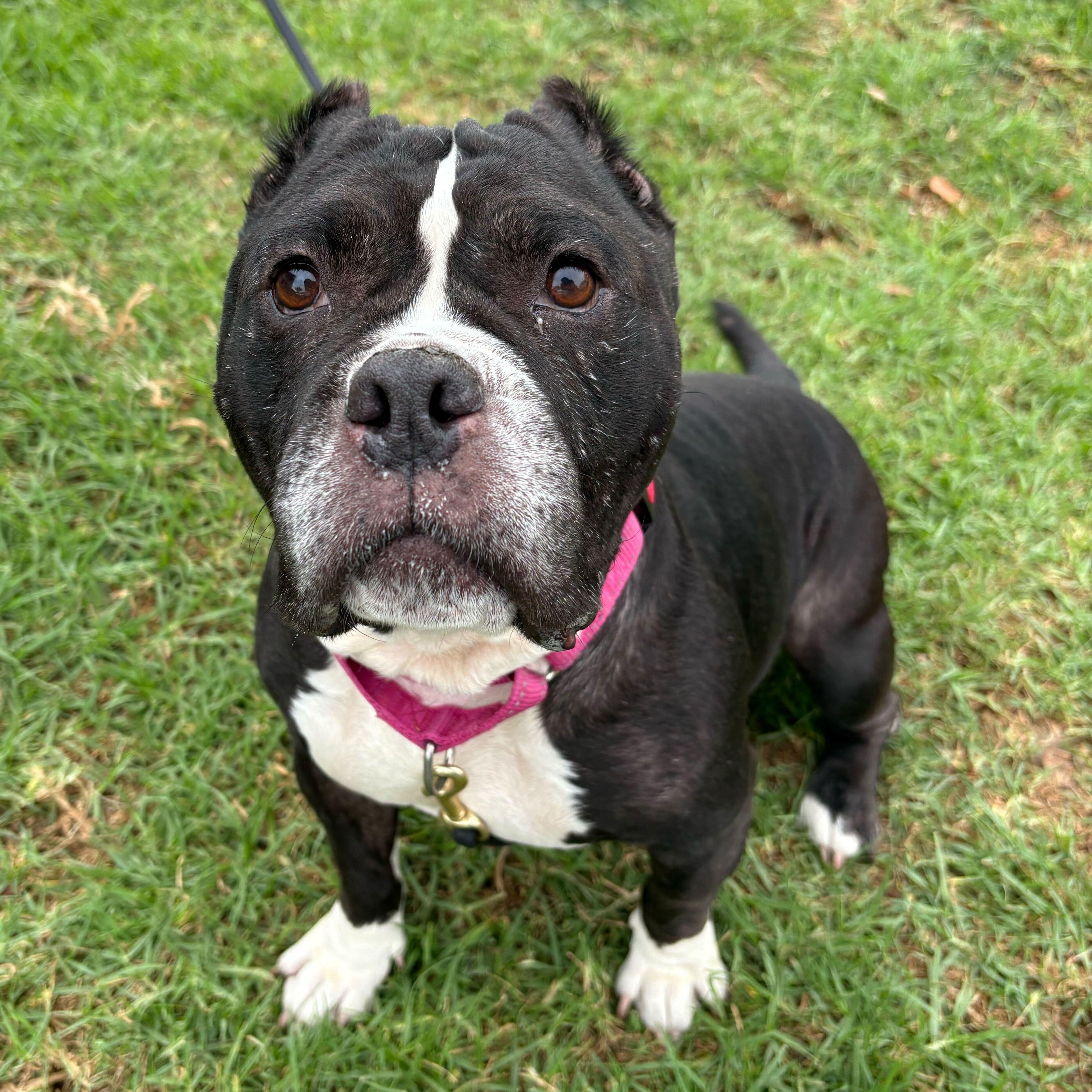 Suzy, a Adoptable Pit Bull Terrier in Rancho Santa Margarita, CA image 4/6