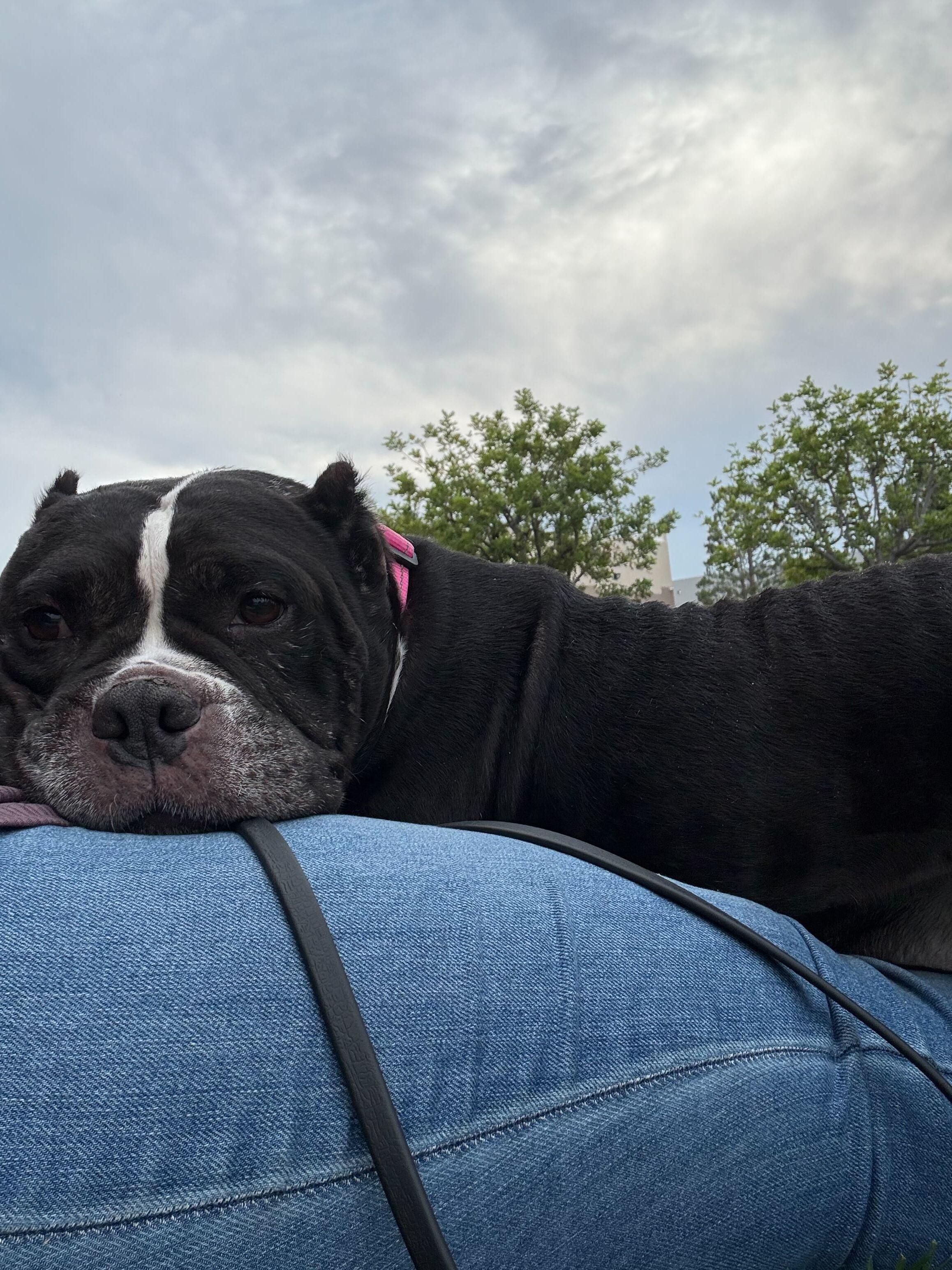 Suzy, a Adoptable Pit Bull Terrier in Rancho Santa Margarita, CA image 5/6