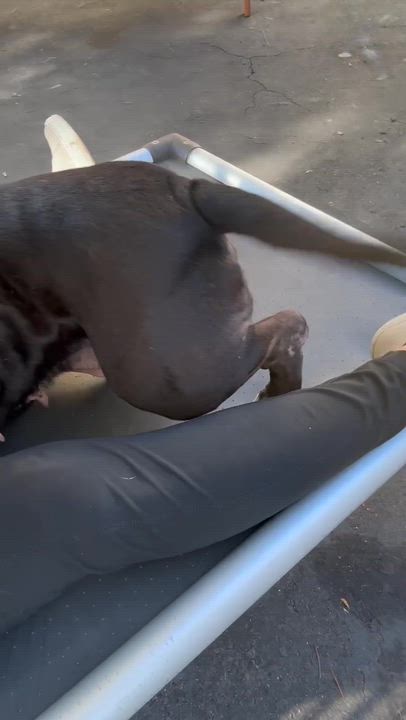 Enlarge Suzy, a Adoptable Pit Bull Terrier in Rancho Santa Margarita, CA video 2/6