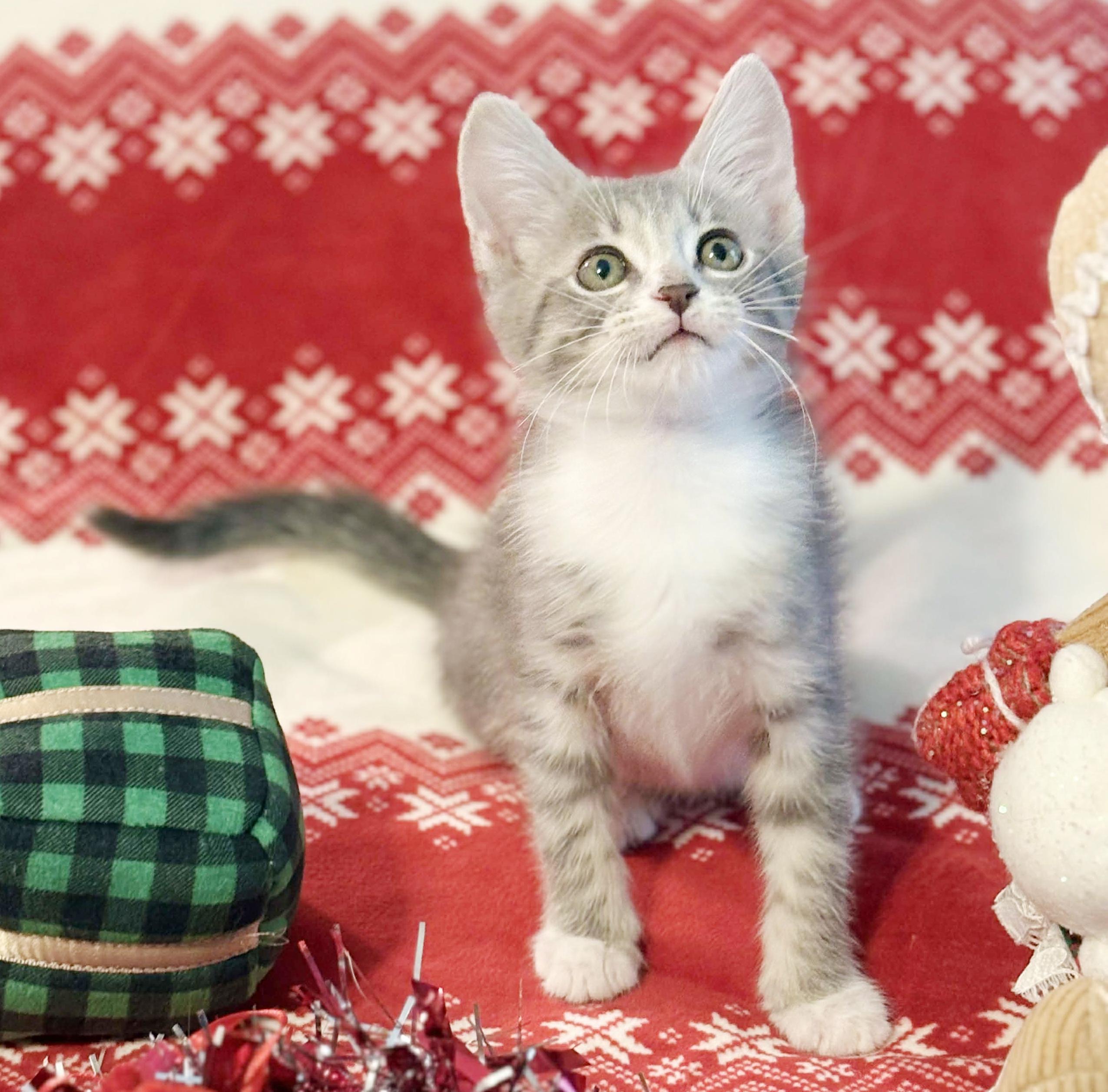 Bella Is A Beauty thumbnail 2