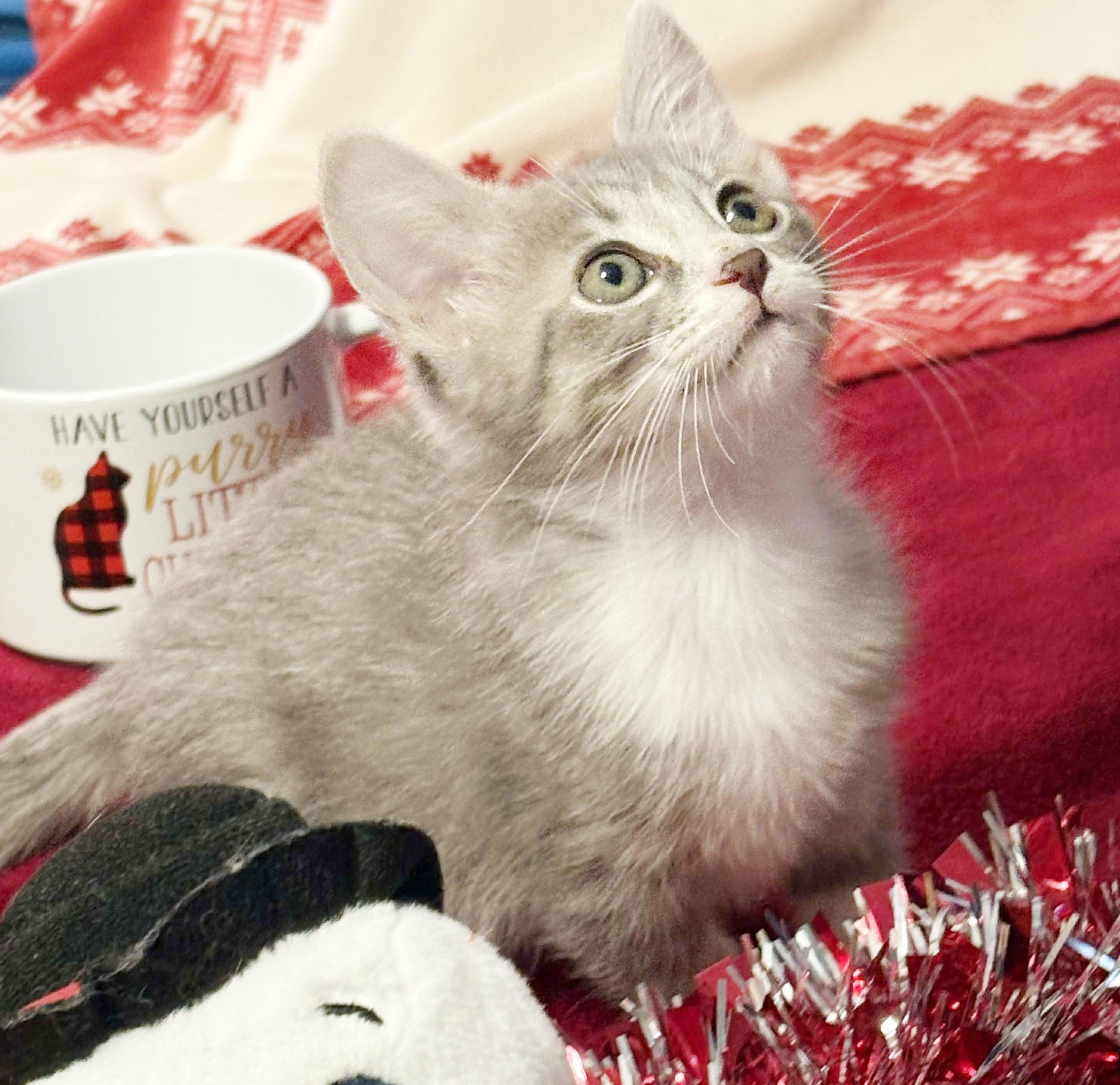 Bella Is A Beauty thumbnail 3