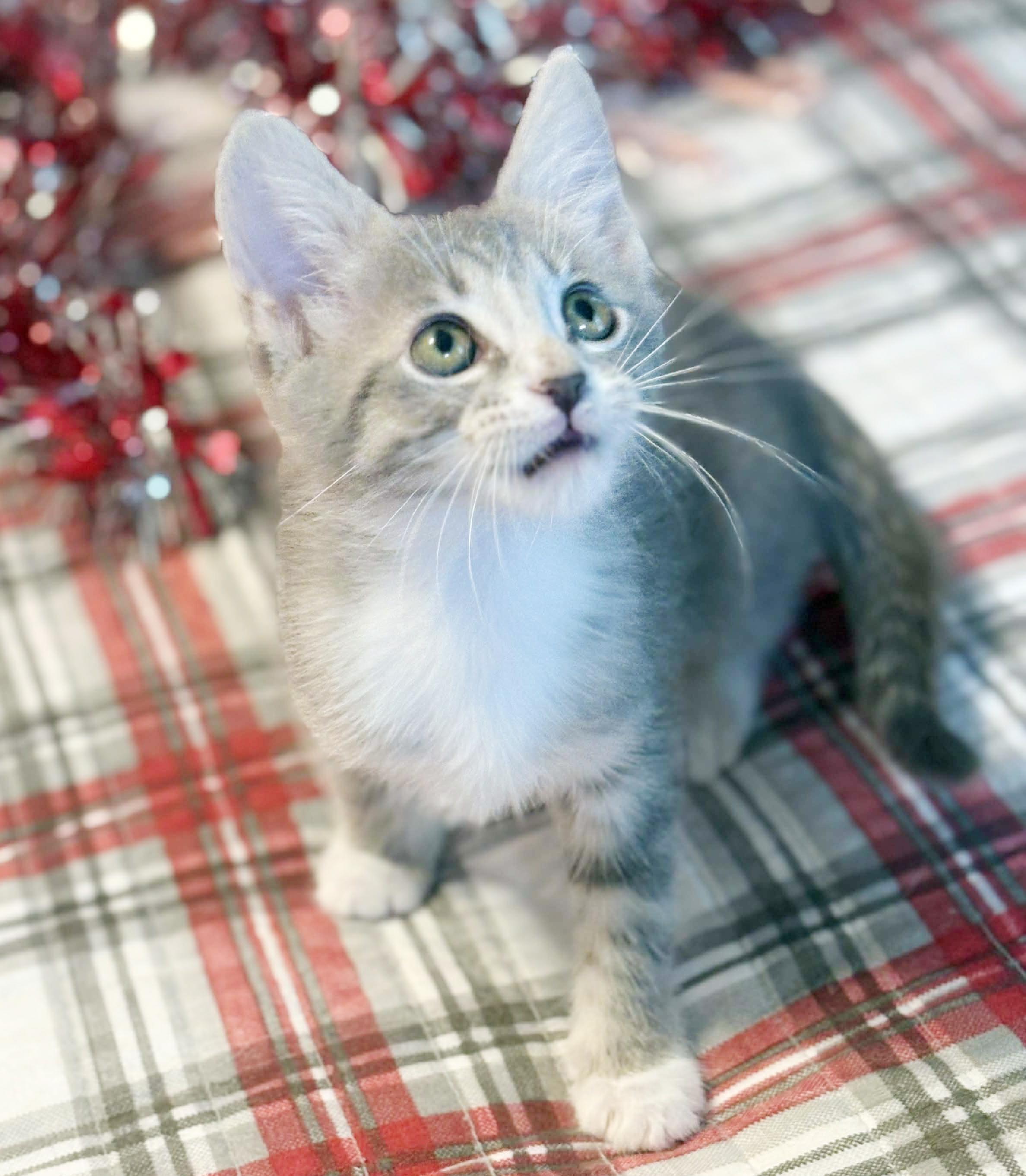 Bella Is A Beauty thumbnail 4