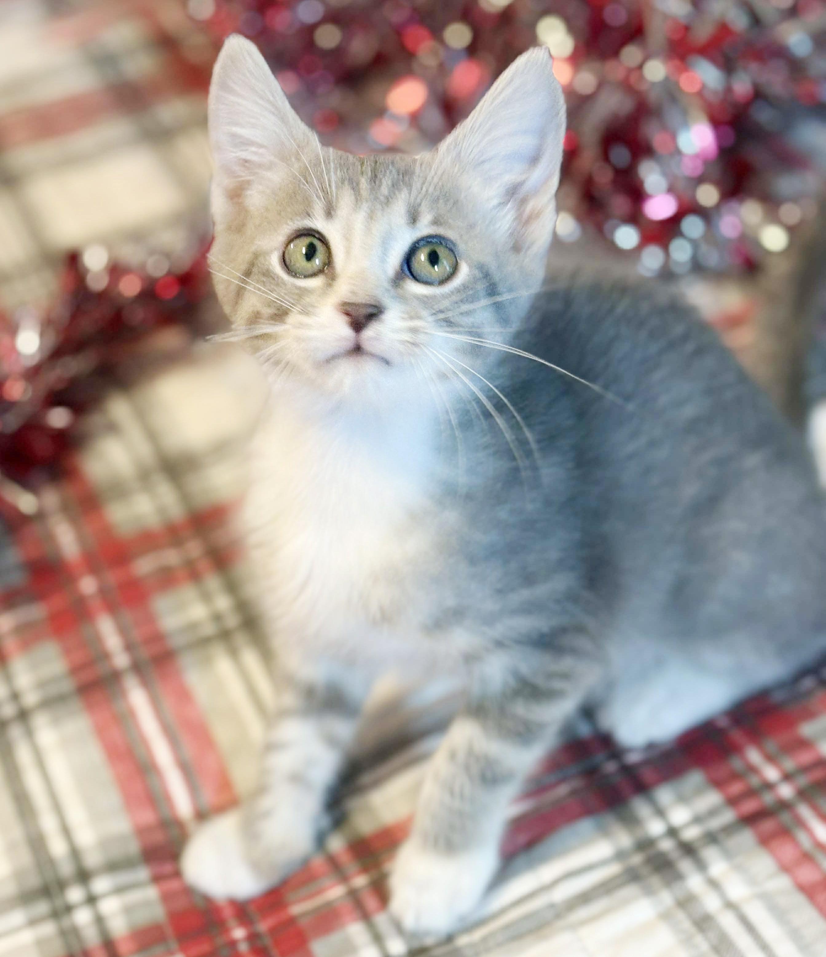 Bella Is A Beauty thumbnail 5