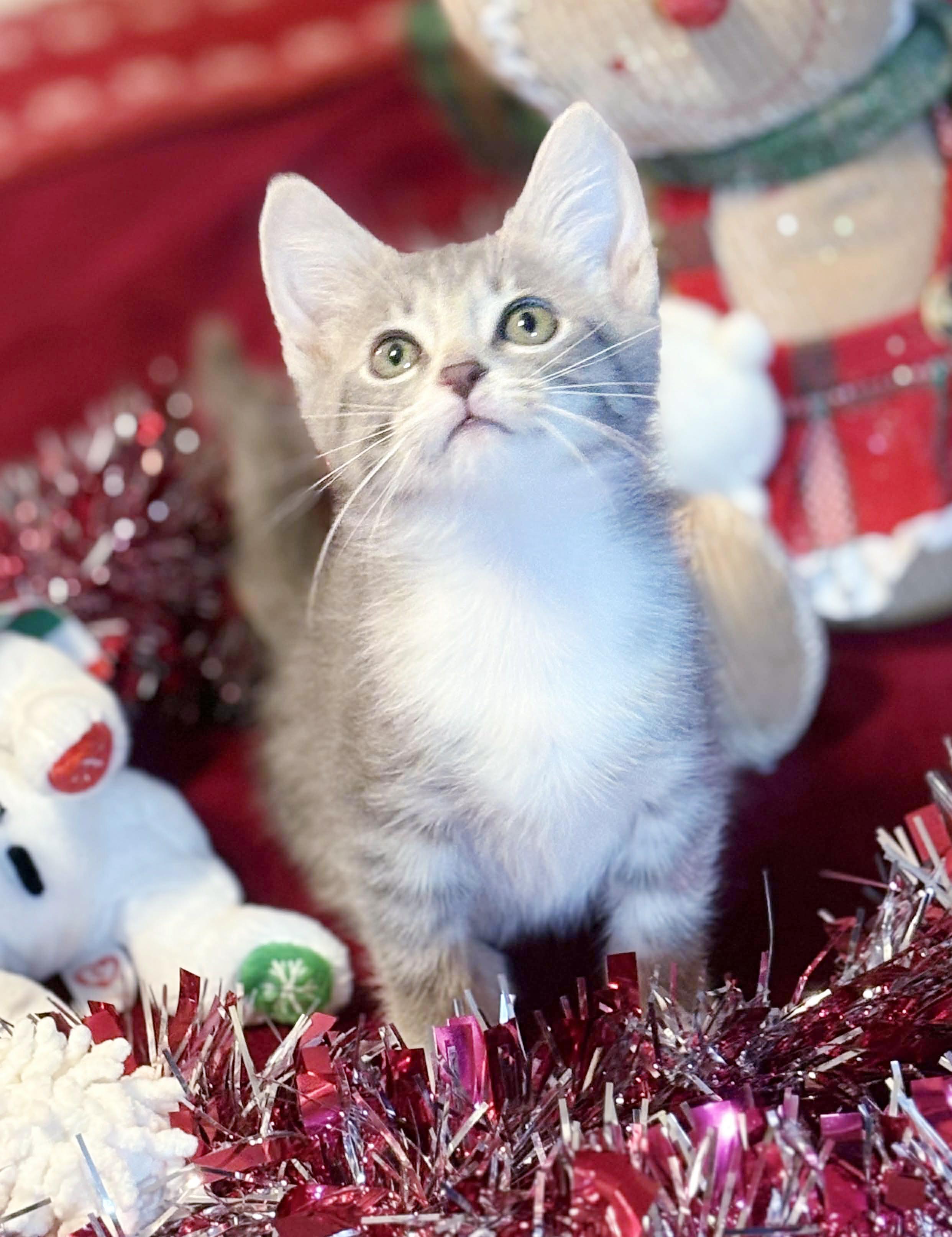 Bella Is A Beauty thumbnail 6