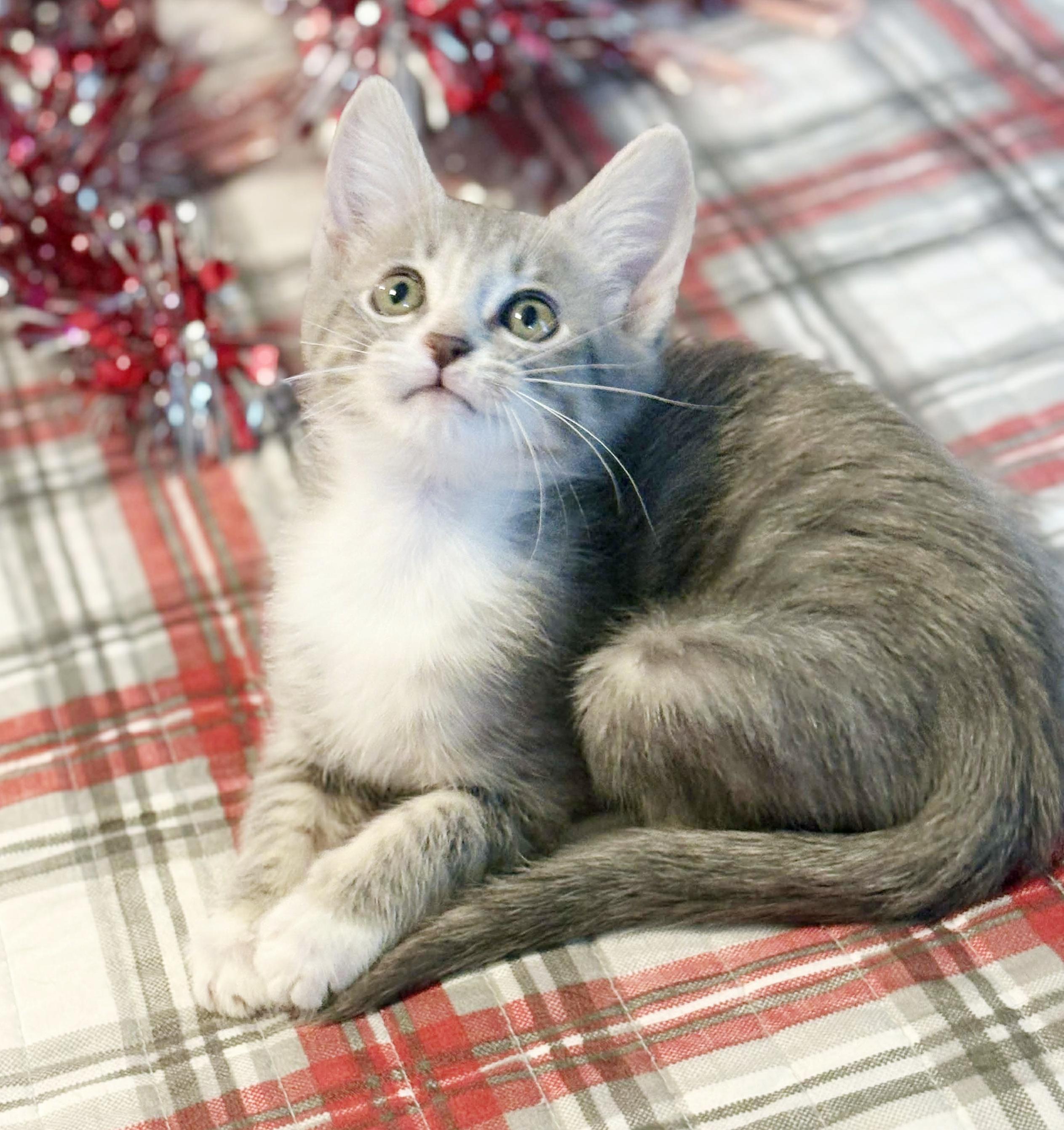 Bella Is A Beauty thumbnail 7