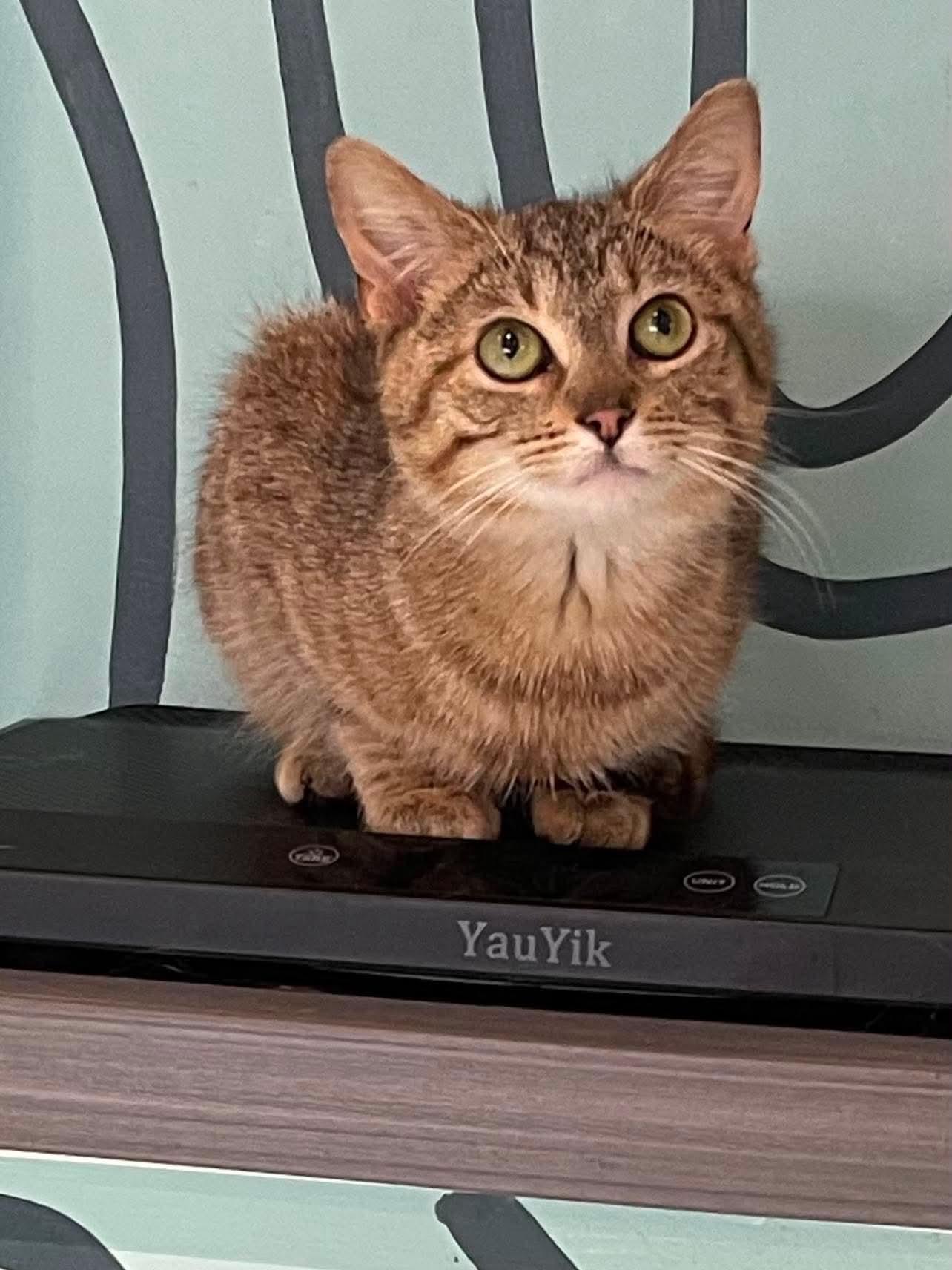 Whitney, Adoptable, Young Female Domestic Short Hair.