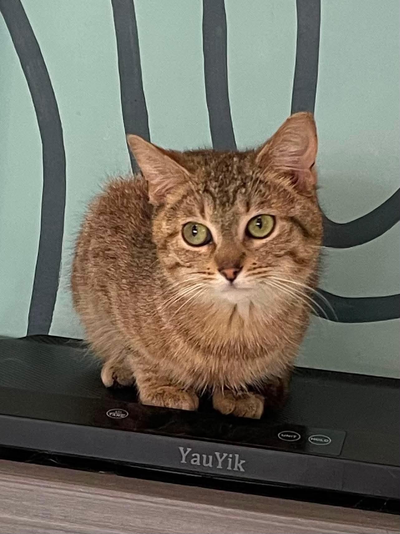 Whitney, a Adoptable Domestic Short Hair in Oakboro , NC image 2/3