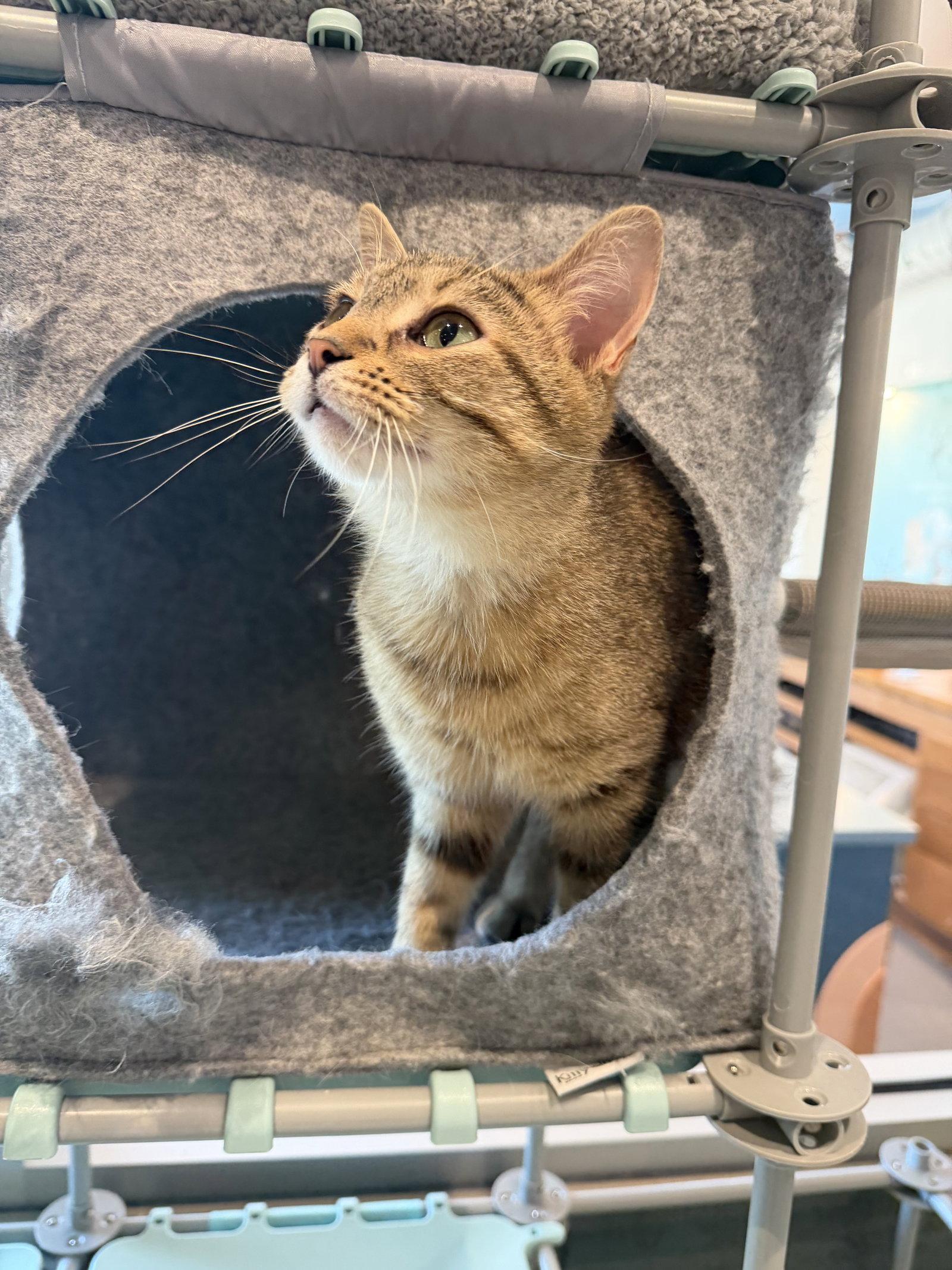 Whitney, a Adoptable Domestic Short Hair in Oakboro , NC image 3/3