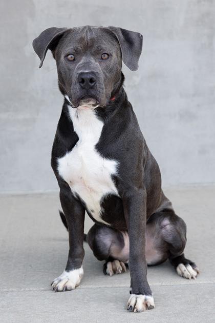 Summit, a Adoptable mixed breed in Longmont, CO image 1/3