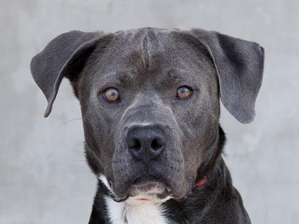 Summit, a Adoptable mixed breed in Longmont, CO image 2/3
