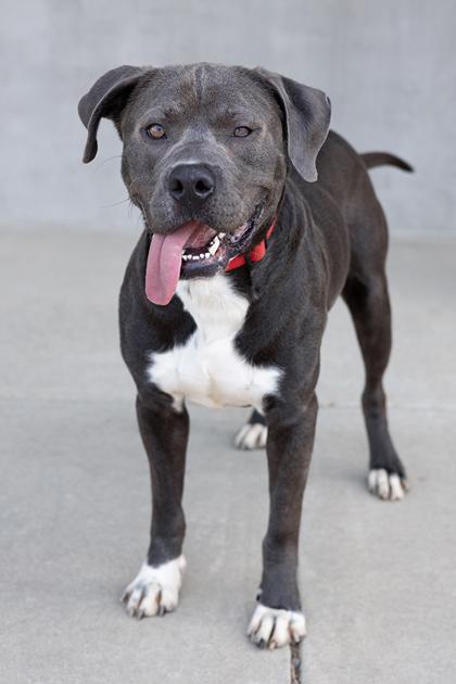Summit, a Adoptable mixed breed in Longmont, CO image 3/3