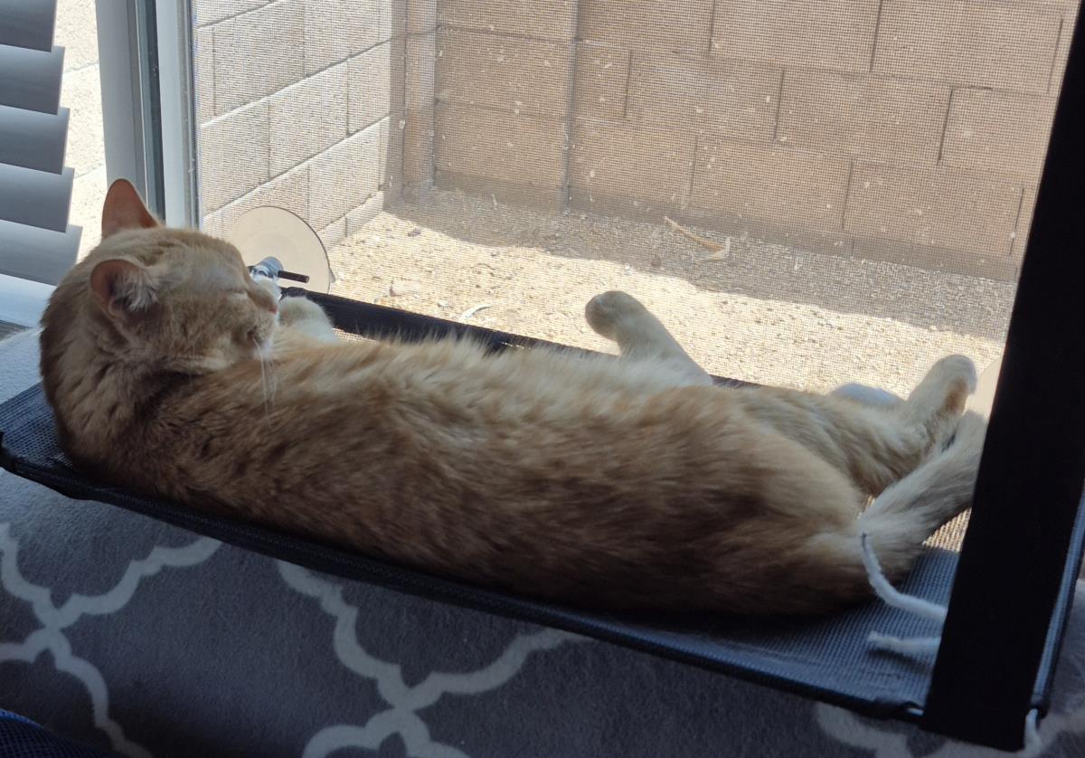 Melly Vanelly, a Adoptable mixed breed in Chandler, AZ image 3/3