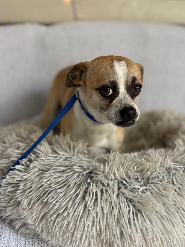 Cheech, Adoptable, Young Male Pug & Chihuahua.