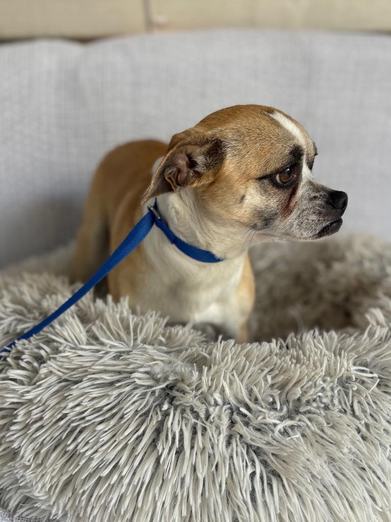 Cheech, a Adoptable mixed breed in Fort Worth, TX image 2/2