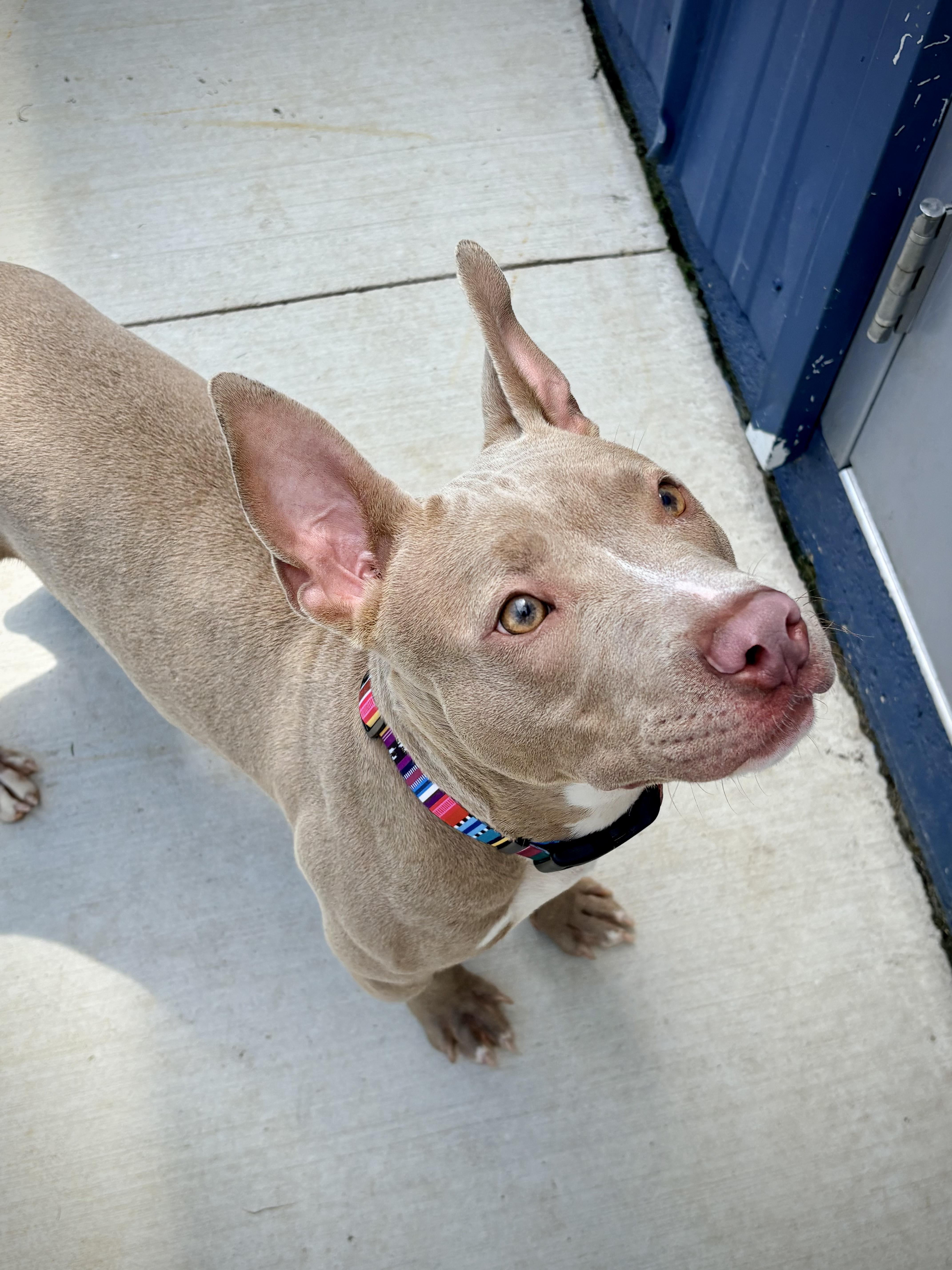 Enlarge Dumpling, a ADOPTABLE mixed breed in Kalamazoo, MI image 4/6