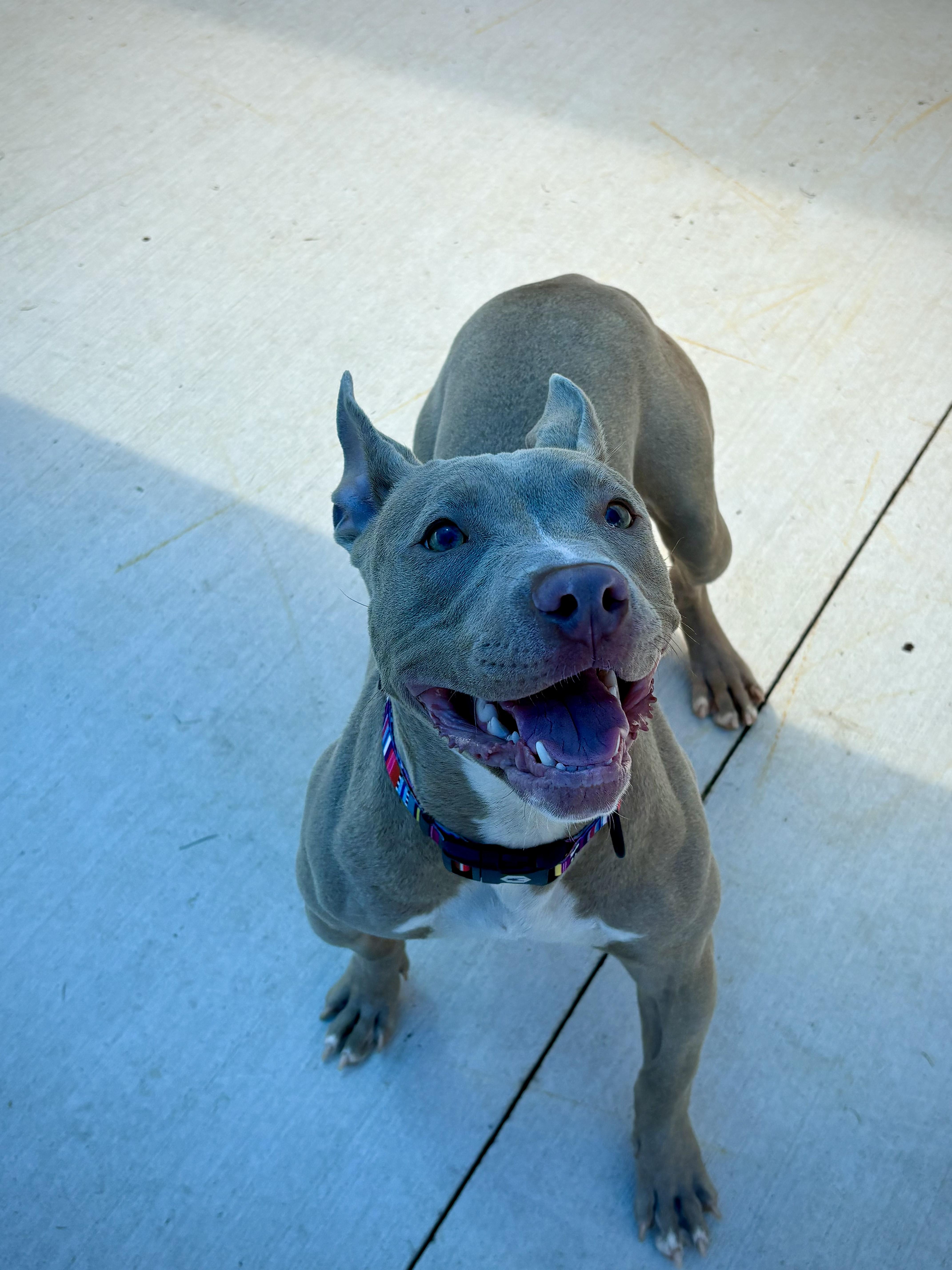 Enlarge Dumpling, a ADOPTABLE mixed breed in Kalamazoo, MI image 3/6