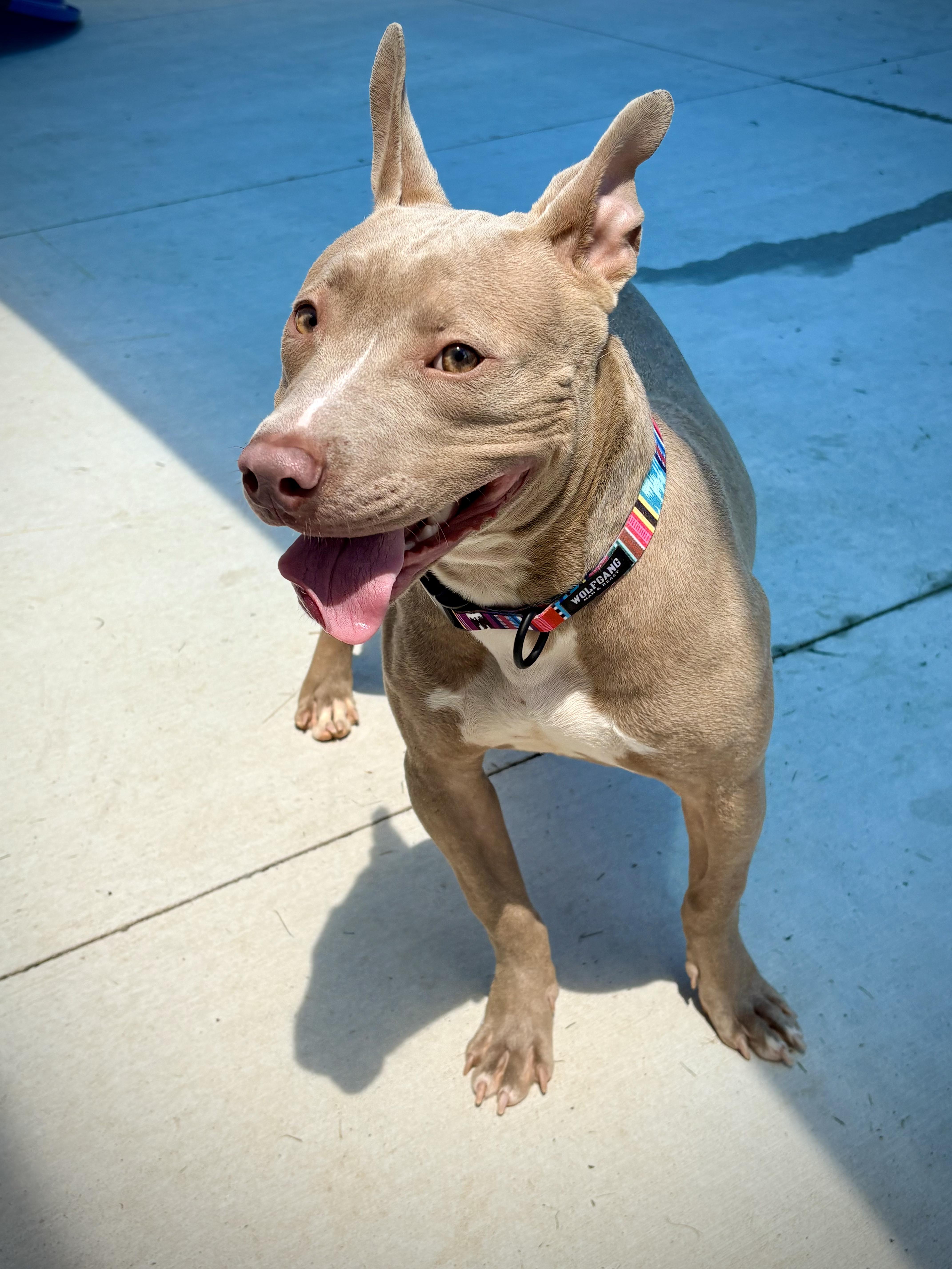 Enlarge Dumpling, a ADOPTABLE mixed breed in Kalamazoo, MI image 6/6
