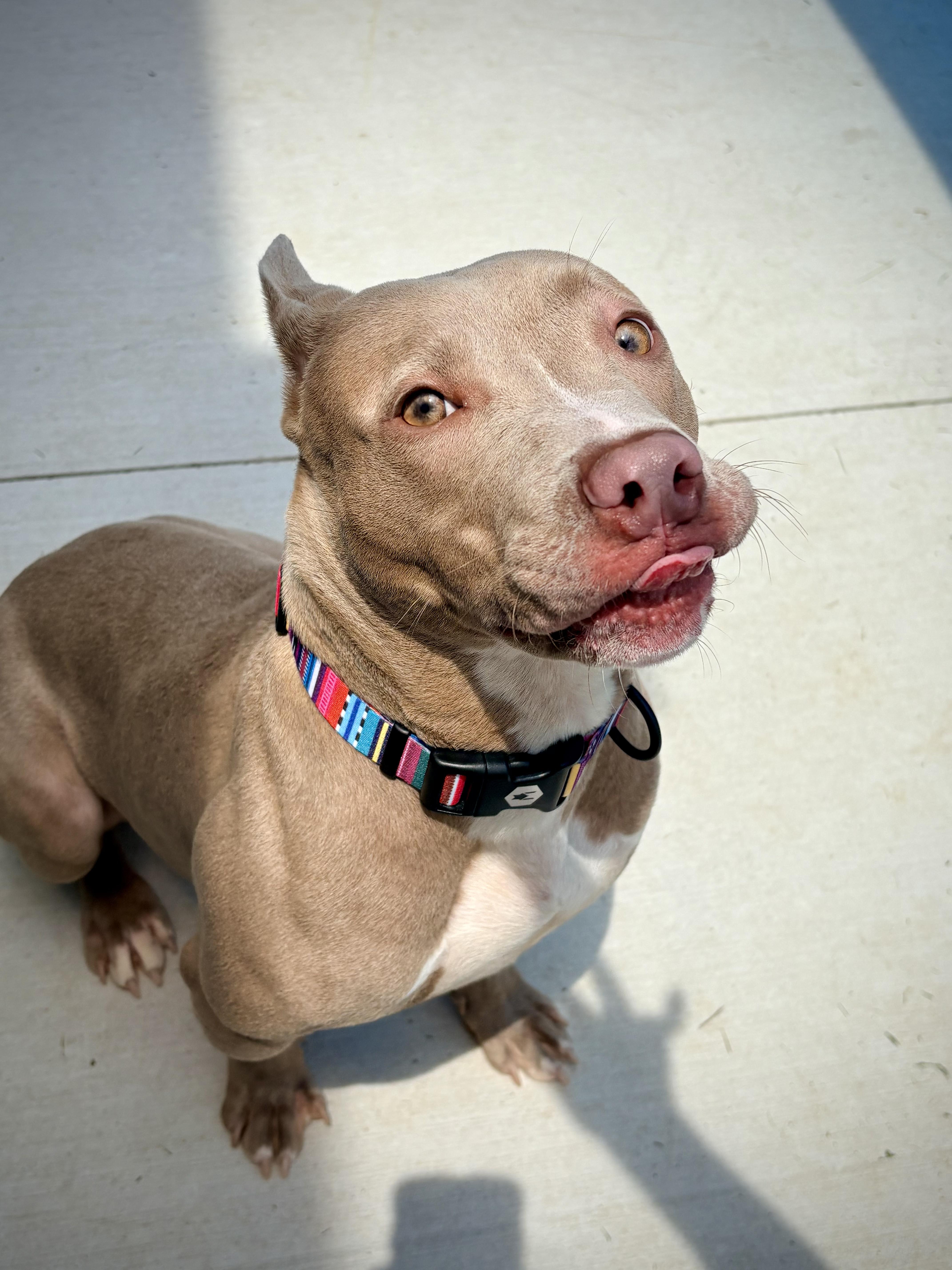 Enlarge Dumpling, a ADOPTABLE mixed breed in Kalamazoo, MI image 2/6