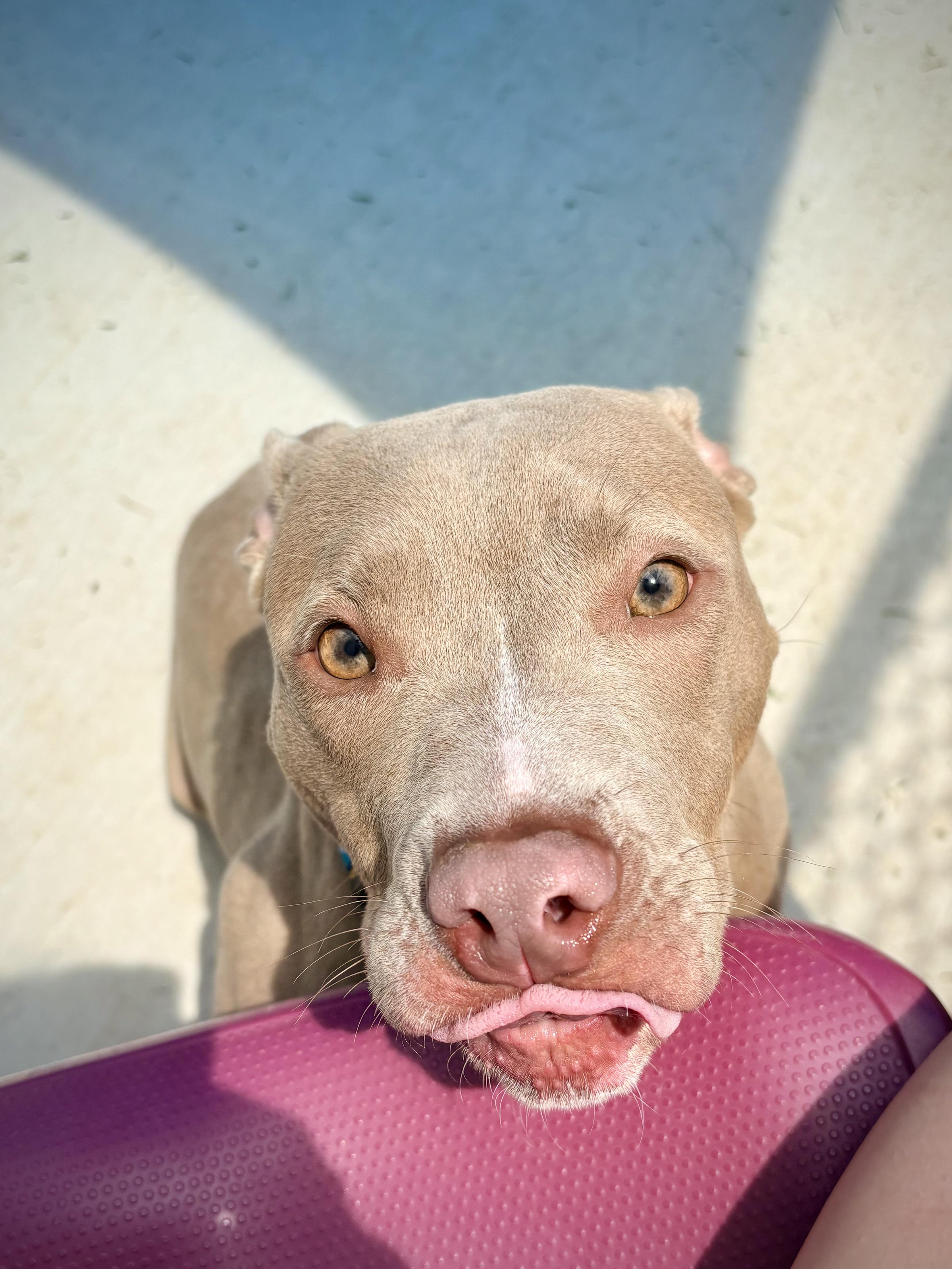 Enlarge Dumpling, a ADOPTABLE mixed breed in Kalamazoo, MI image 5/6