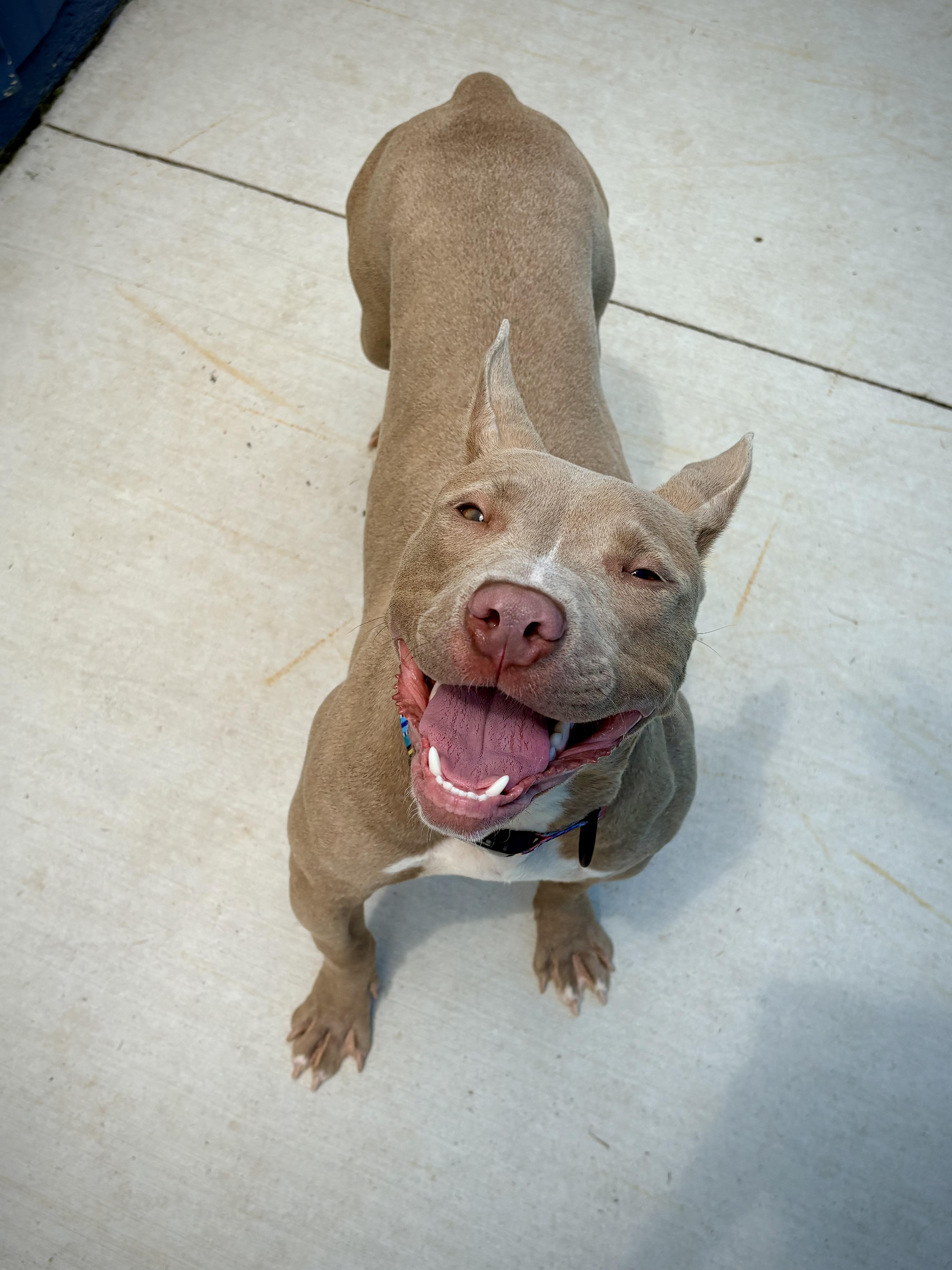 Dumpling, ADOPTABLE, Puppy Female American Staffordshire Terrier.