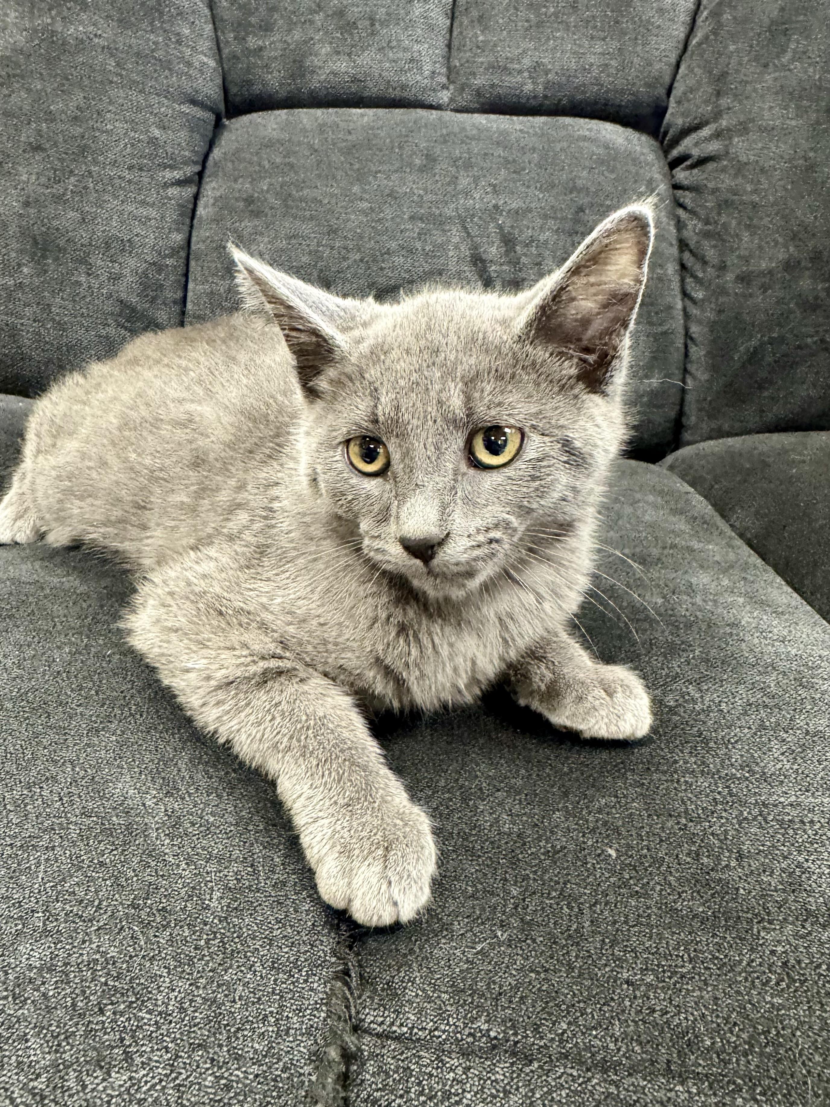 Enlarge Splash, an adopted Domestic Short Hair in Midland, MI image 1/1