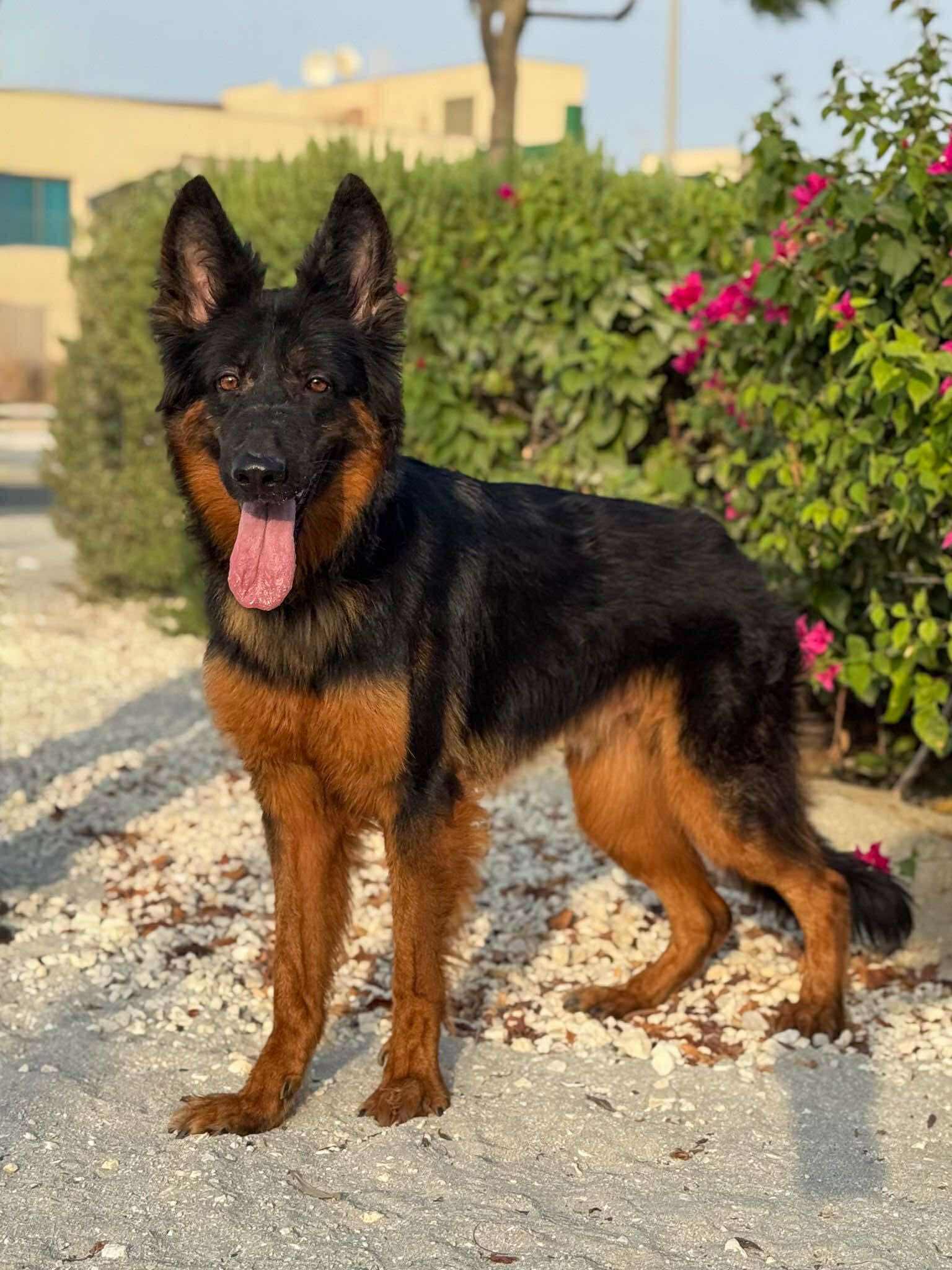 Enlarge Shadow, an adopted mixed breed in Toronto, ON image 2/6