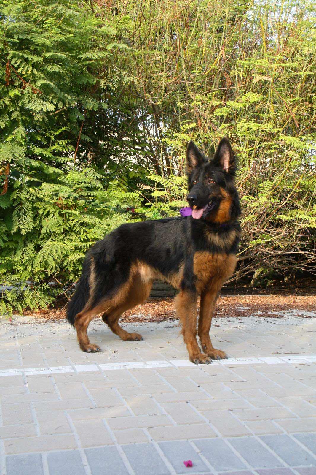 Enlarge Shadow, an adopted mixed breed in Toronto, ON image 4/6