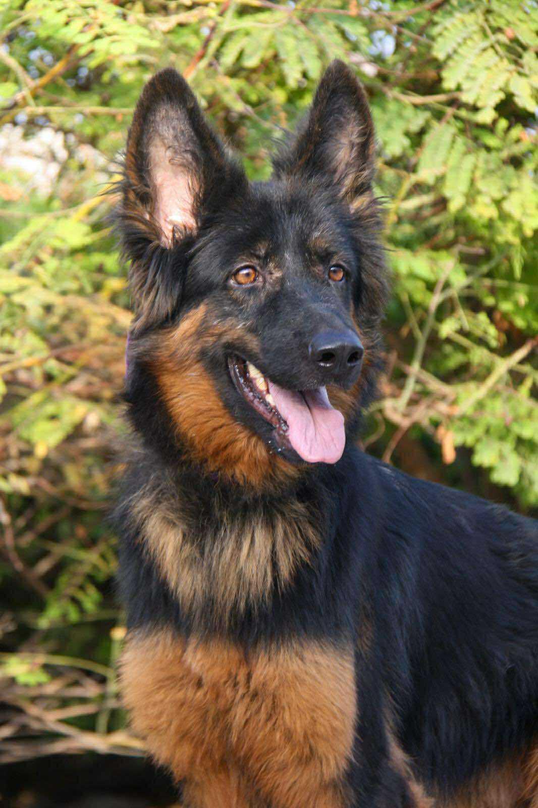 Enlarge Shadow, an adopted mixed breed in Toronto, ON image 1/6