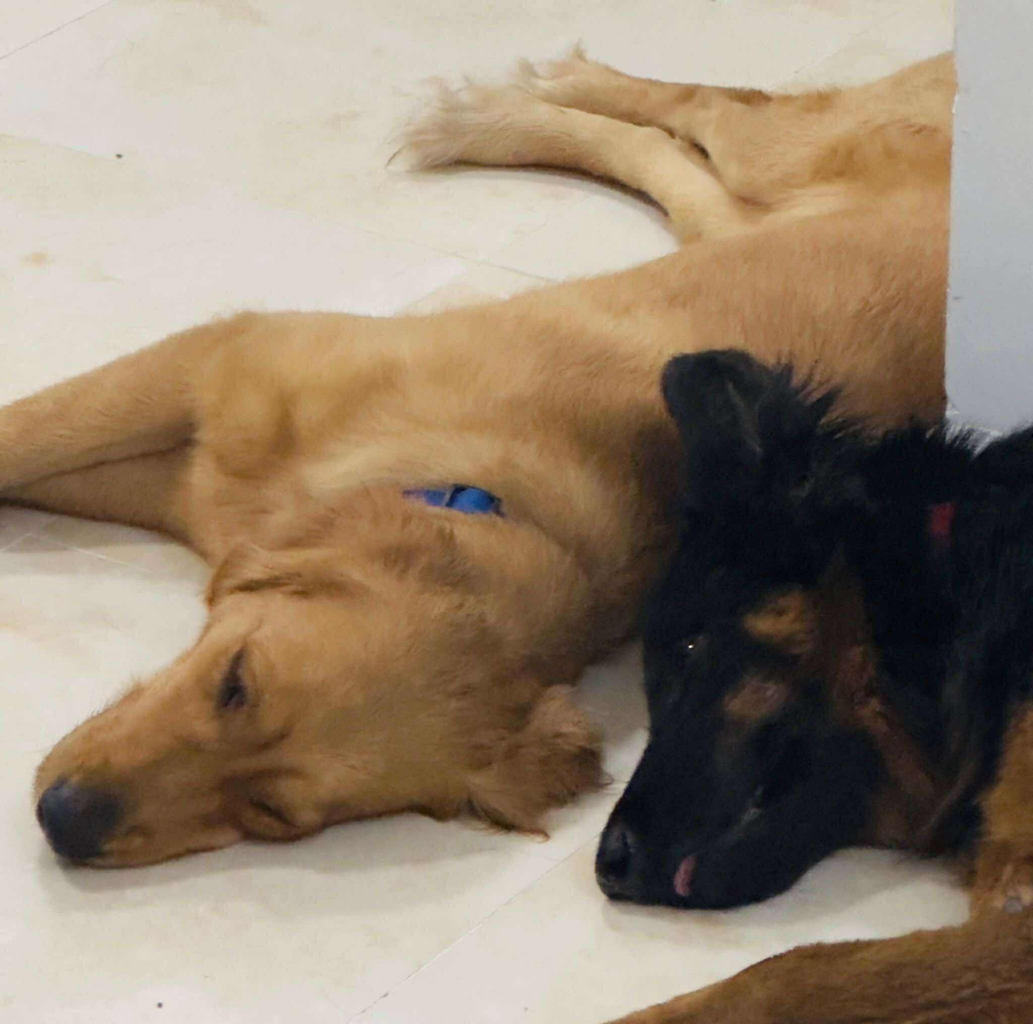 Enlarge Shadow, an adopted mixed breed in Toronto, ON image 5/6