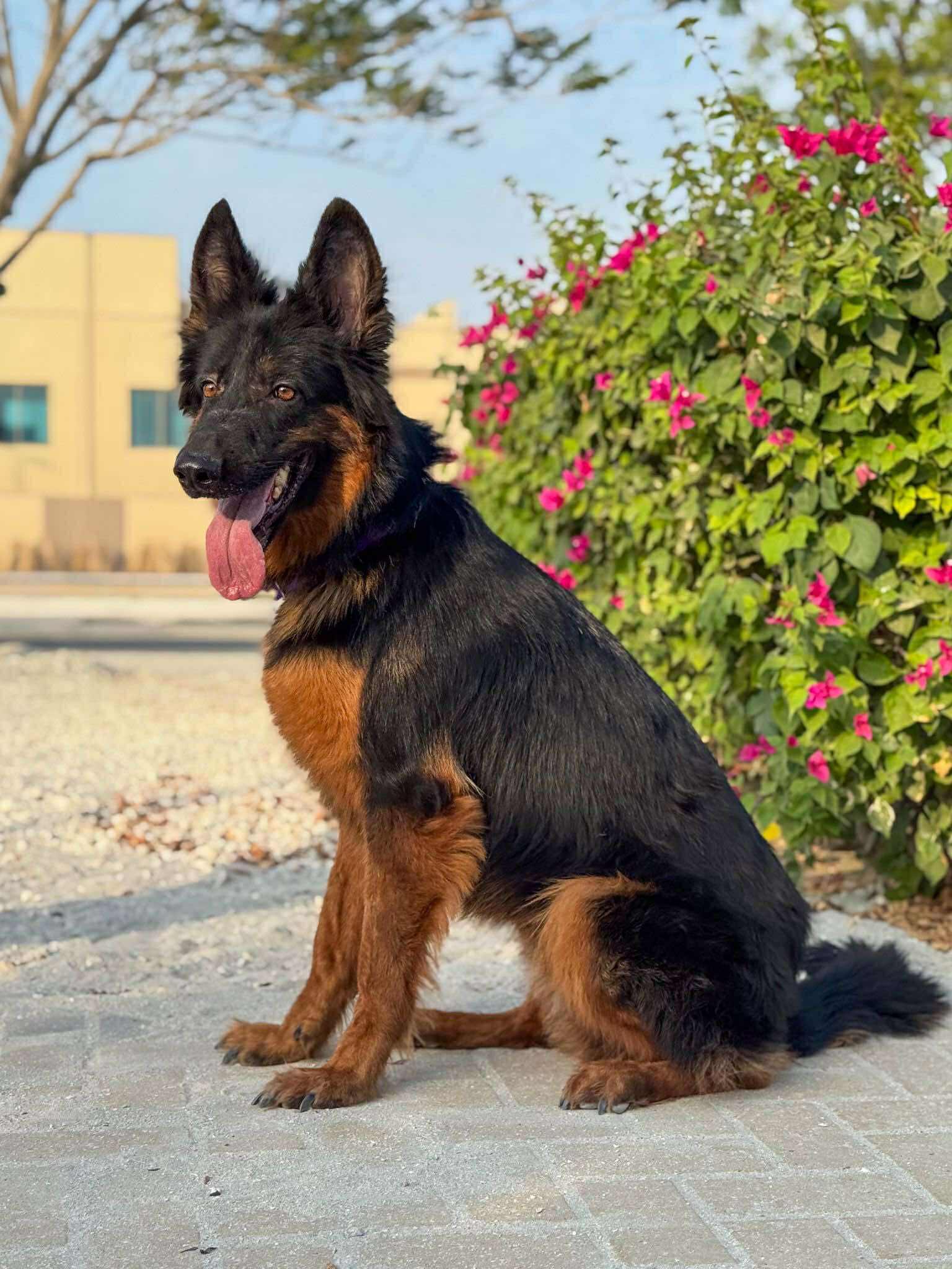 Enlarge Shadow, an adopted mixed breed in Toronto, ON image 6/6