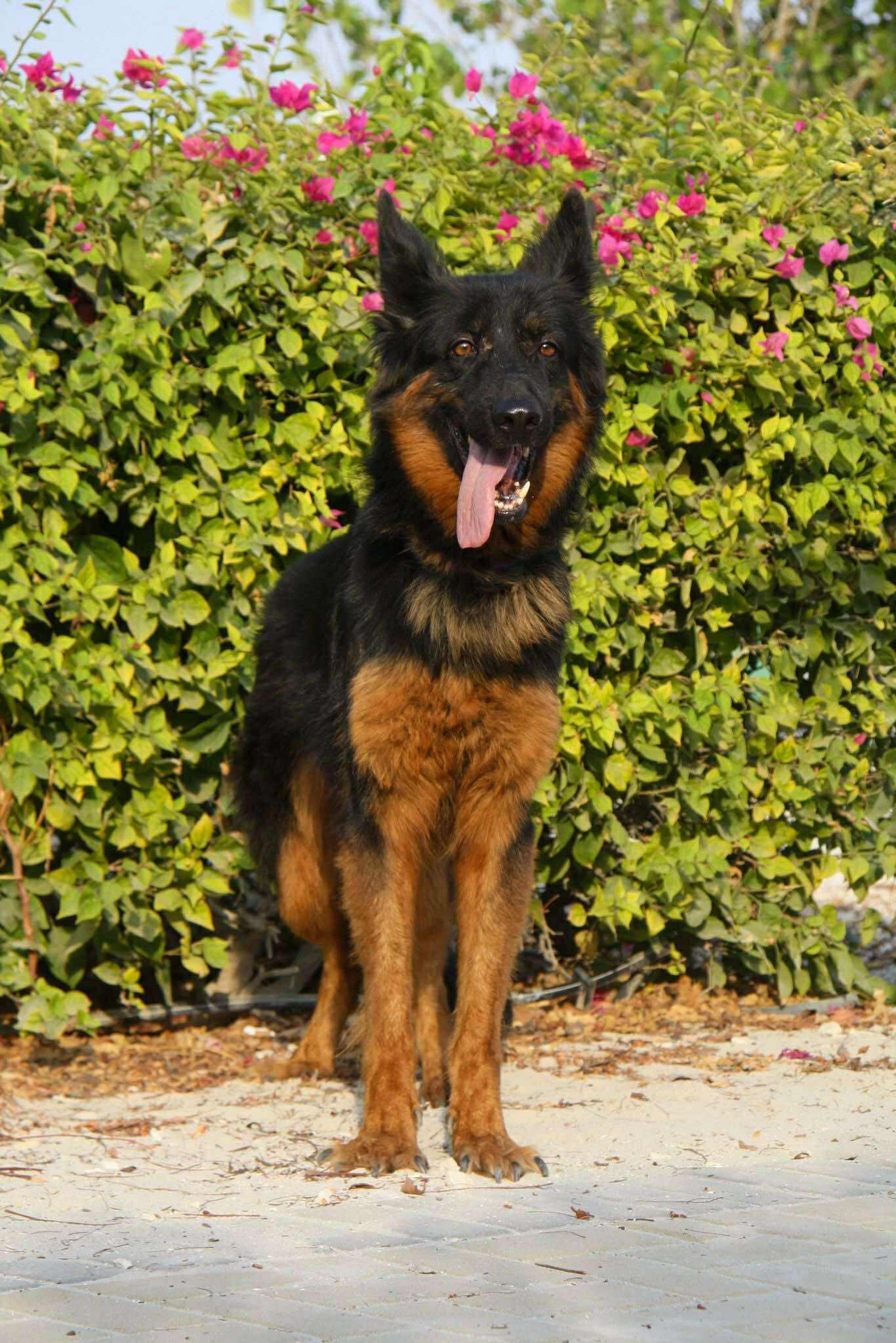 Shadow, adopted, Adult Male German Shepherd Dog.