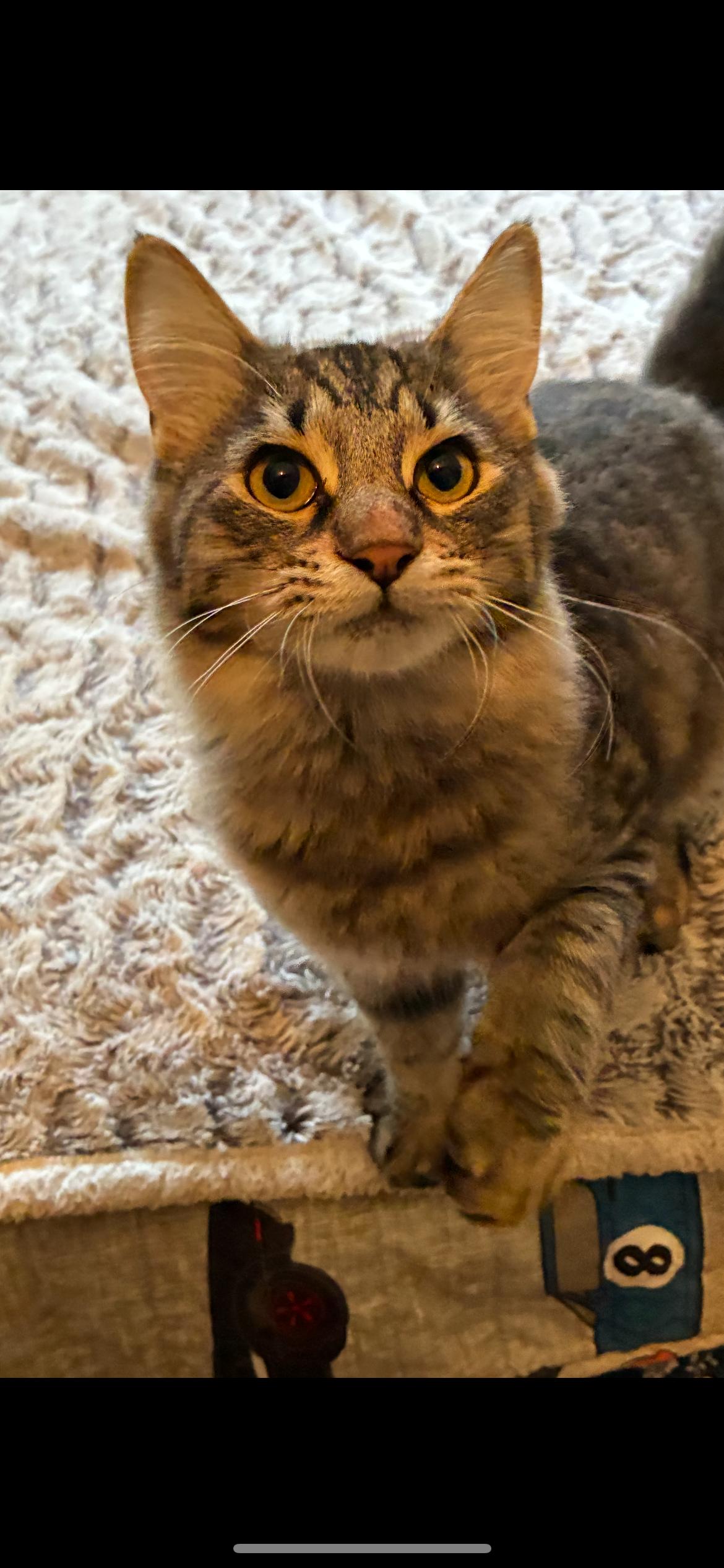 Enlarge Bert, a hold Domestic Short Hair in Brentwood, CA image 1/1