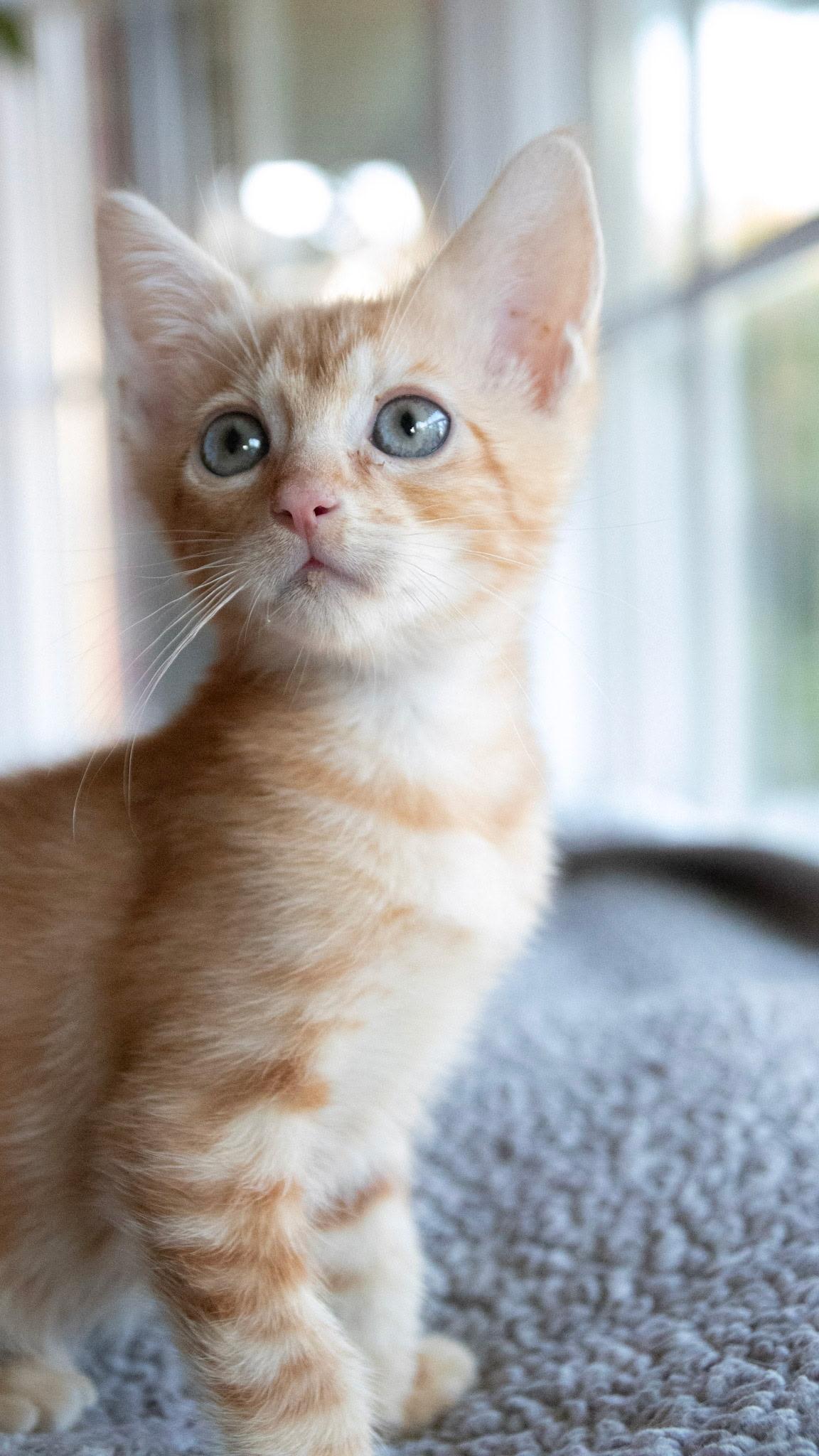 Enlarge Jack Skellington - High Energy, a Adoptable Domestic Short Hair in Haddon Heights, NJ image 3/3