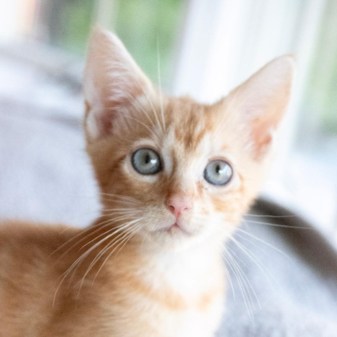 Jack Skellington - High Energy, Adoptable, Kitten Male Domestic Short Hair.