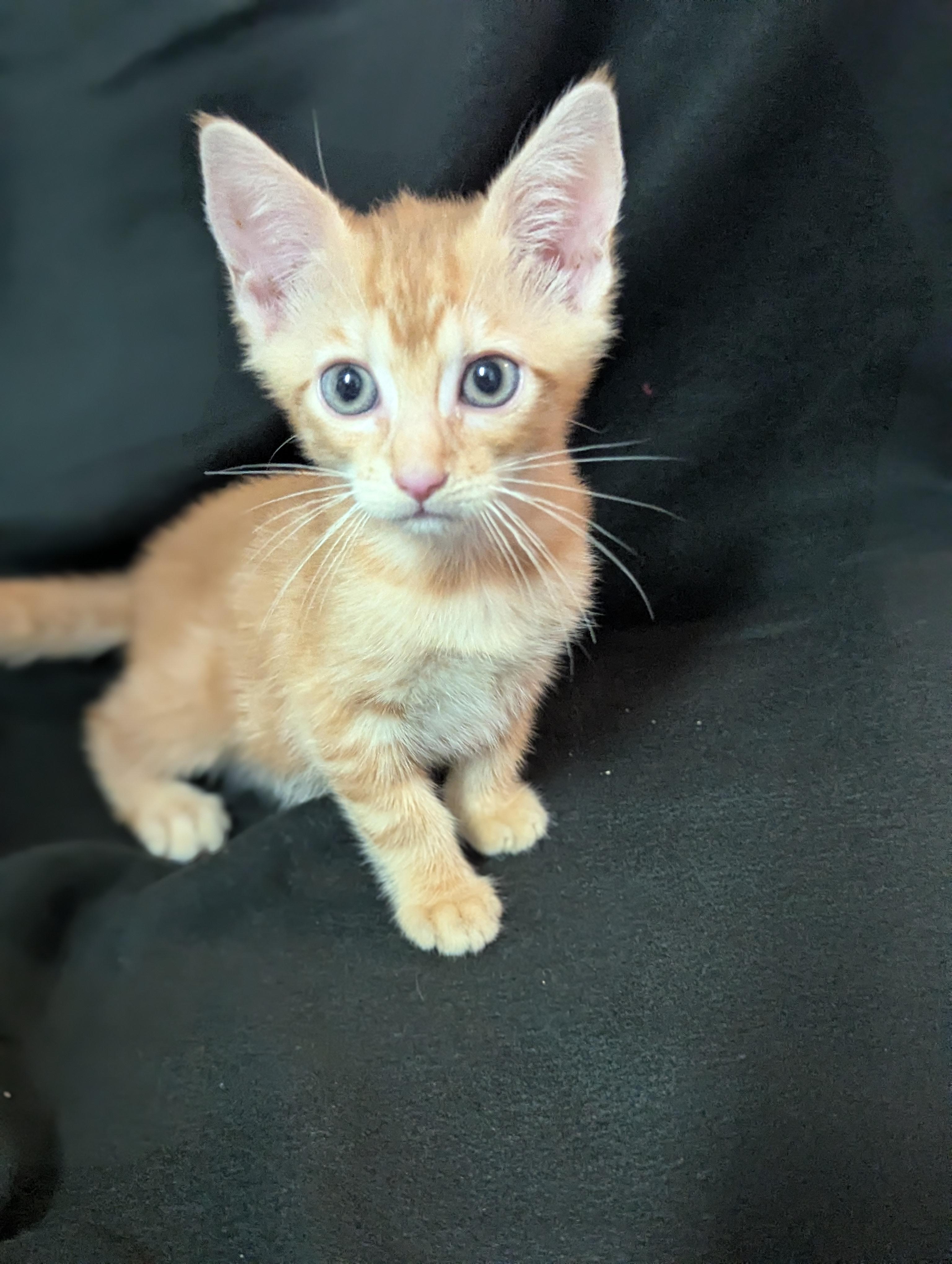 Enlarge Jack Skellington - High Energy, a Adoptable Domestic Short Hair in Haddon Heights, NJ image 2/3