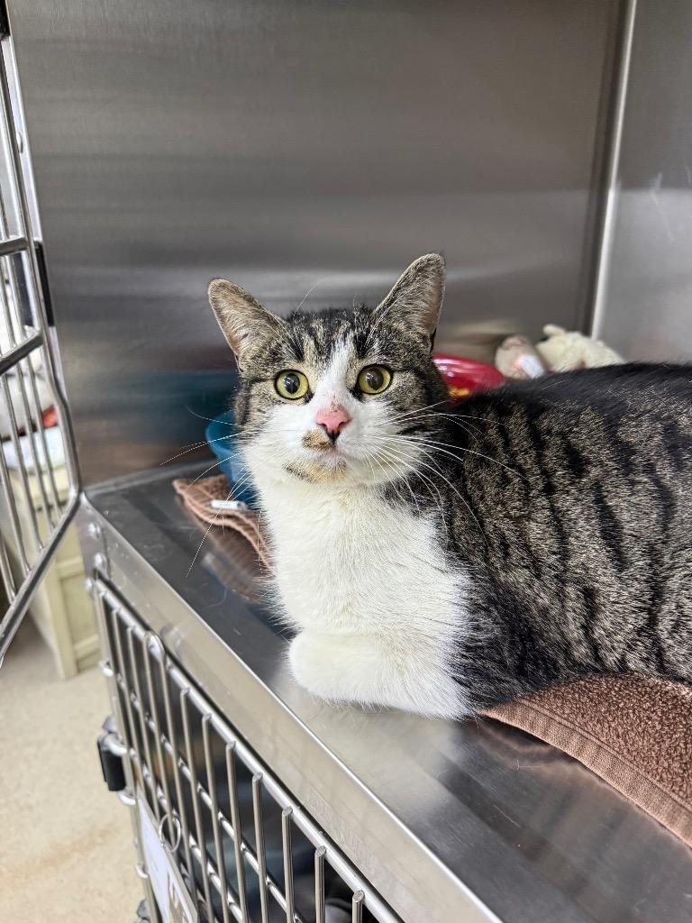 Enlarge Minnie, a Adoptable mixed breed in Lagrange, IN image 1/1