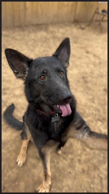 Enlarge Berkeley, a Adoptable German Shepherd Dog in Baltimore, MD image 1/3