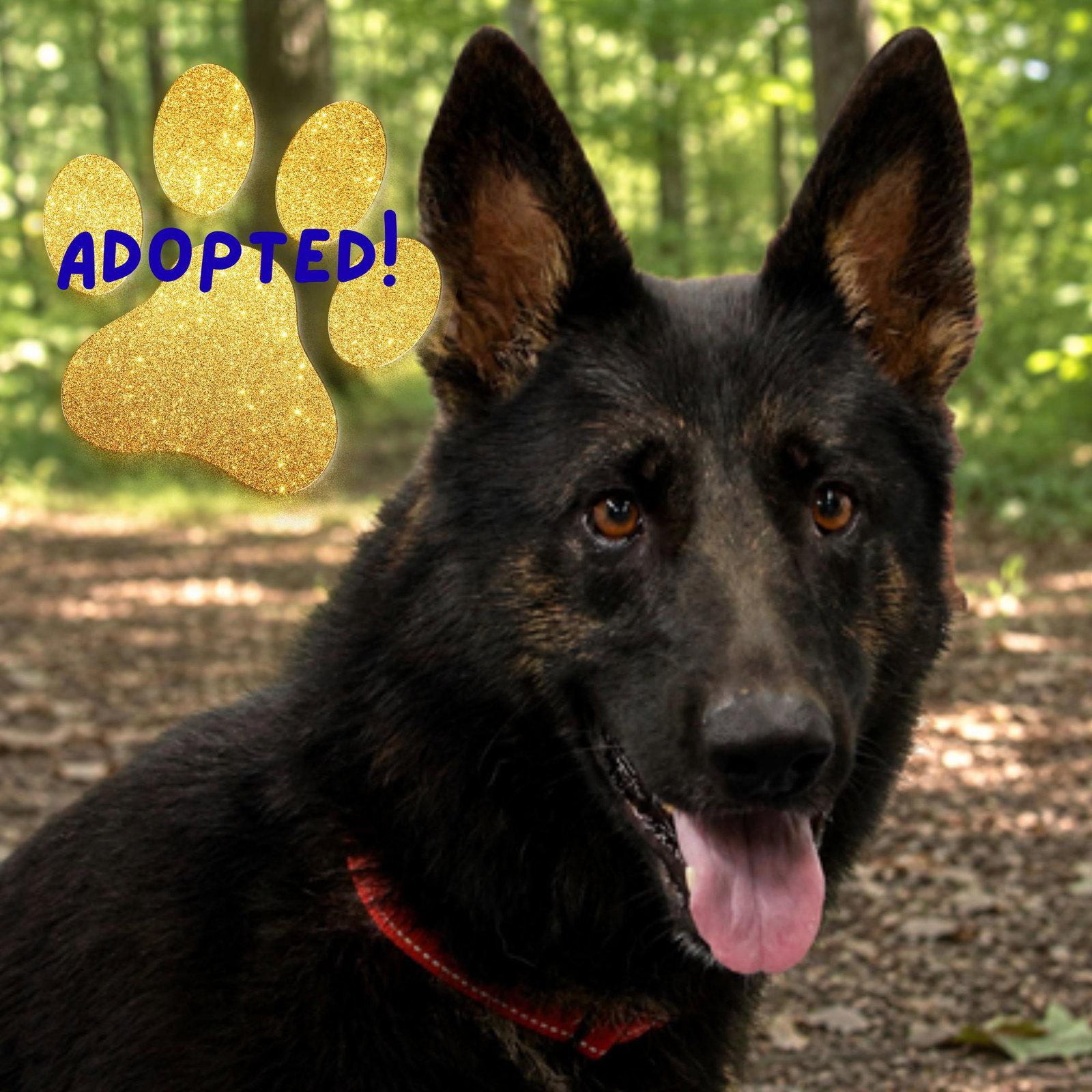 Berkeley, Adoptable, Adult Male German Shepherd Dog.