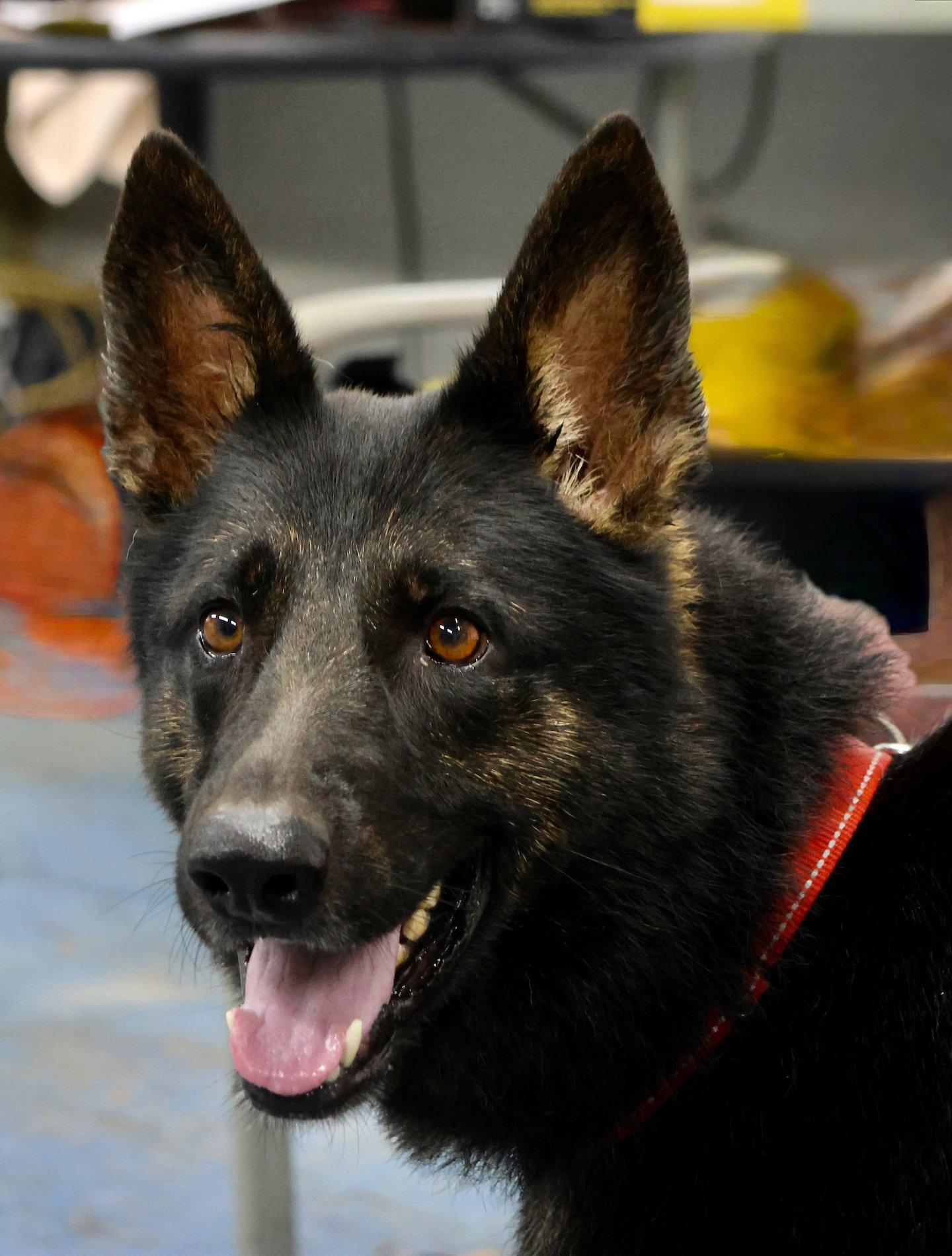 Berkeley, Adoptable, Adult Male German Shepherd Dog.