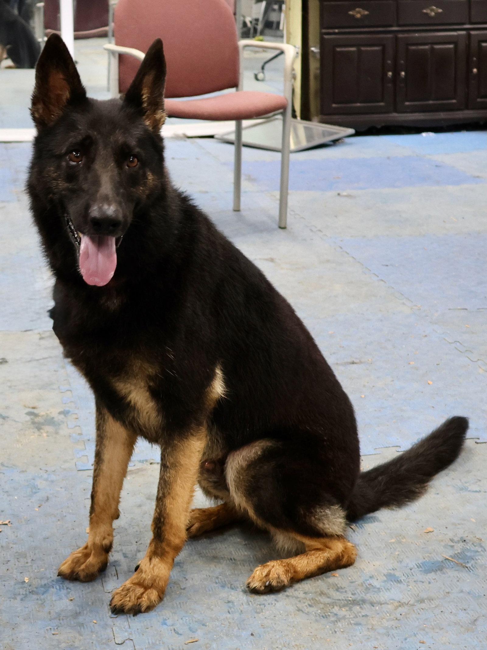 Enlarge Berkeley, a Adoptable German Shepherd Dog in Baltimore, MD image 1/3