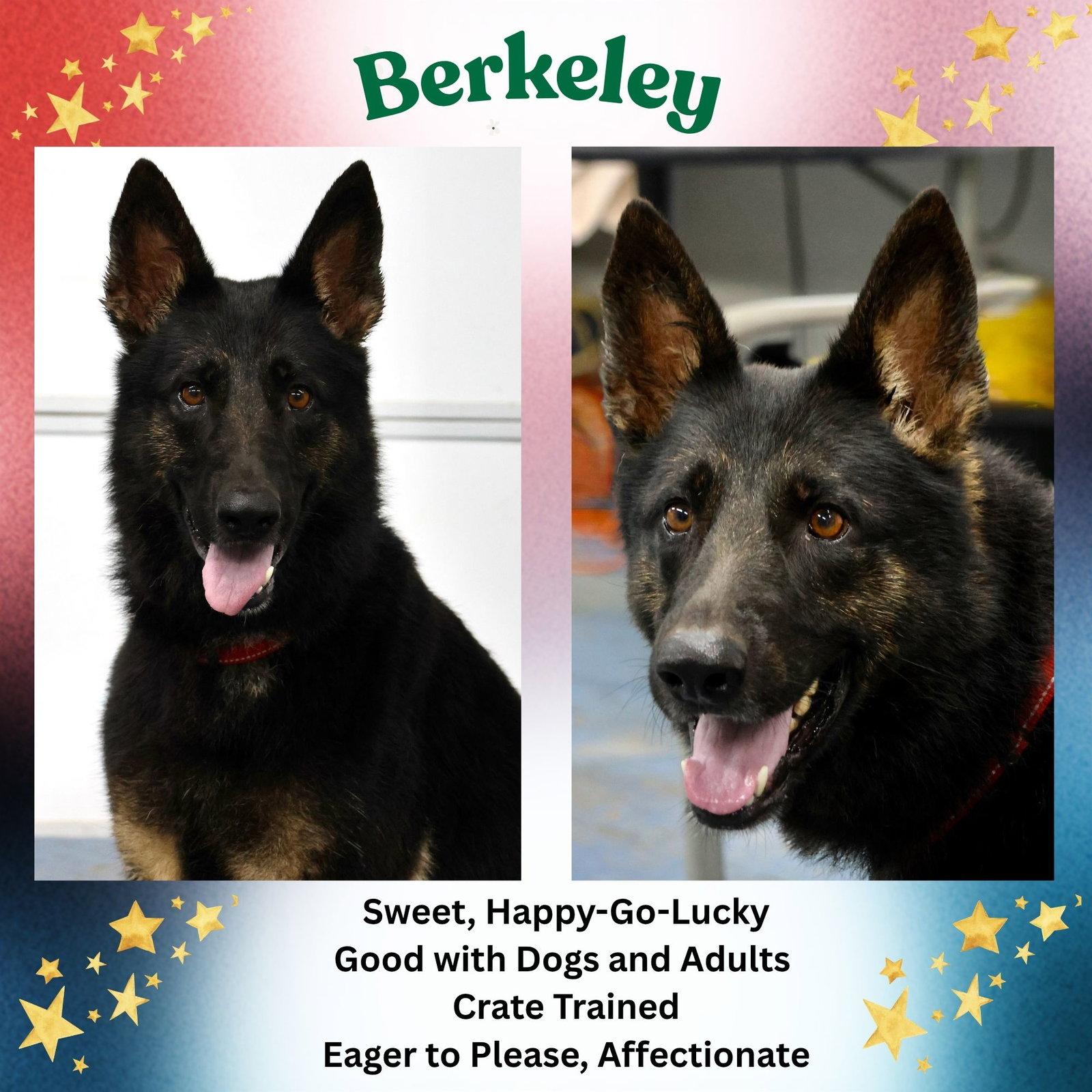 Enlarge Berkeley, a Adoptable German Shepherd Dog in Baltimore, MD image 2/3