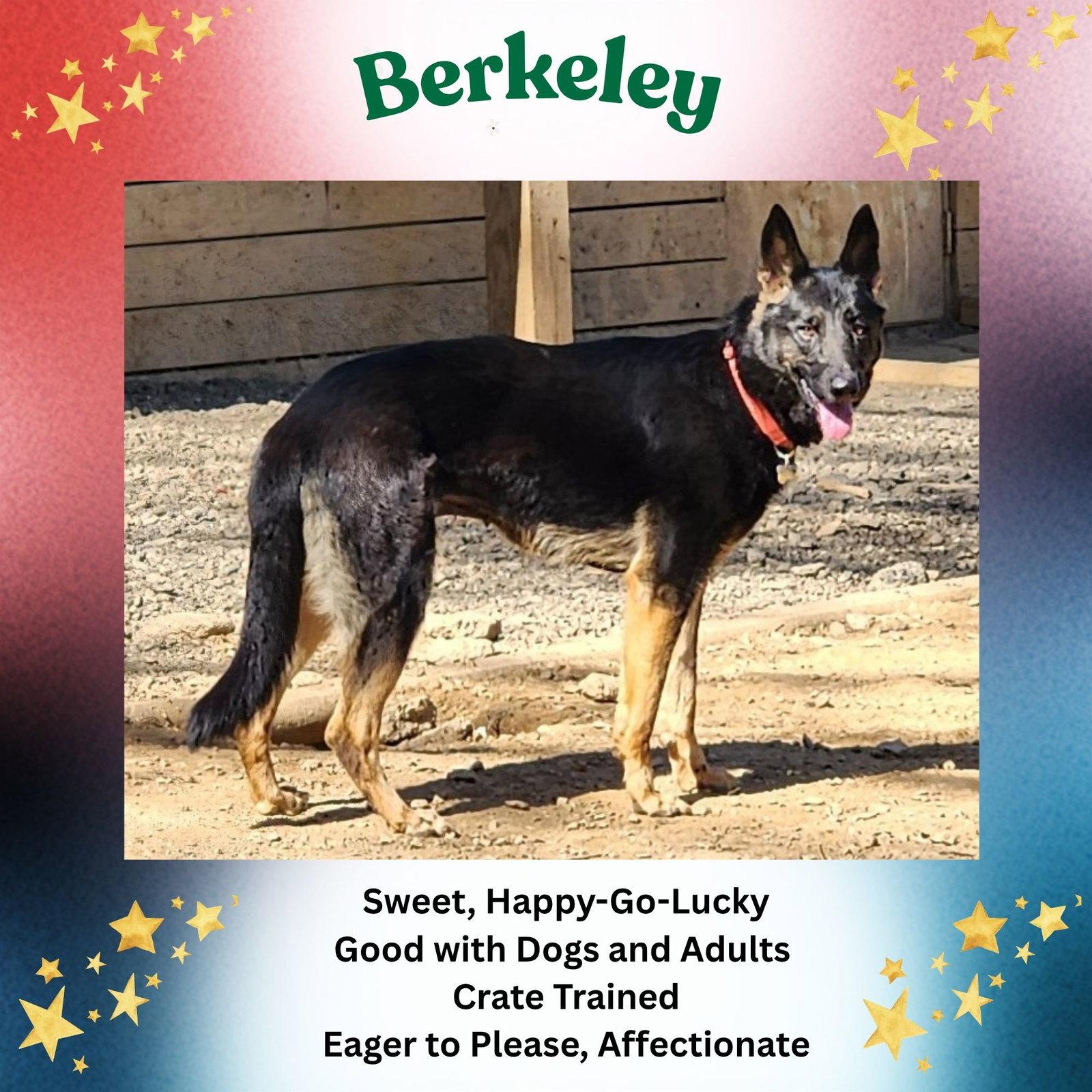 Berkeley, Adoptable, Adult Male German Shepherd Dog.