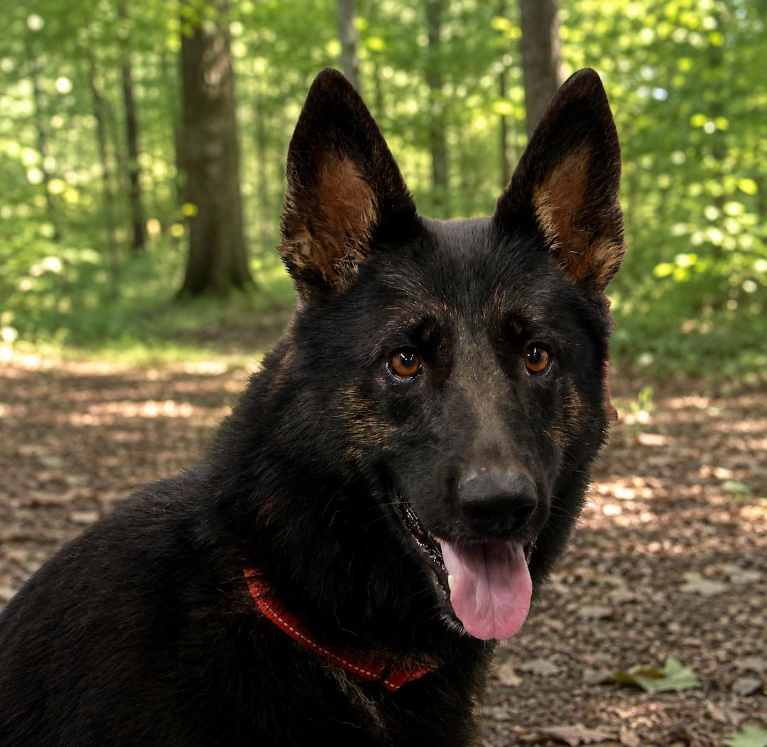 Berkeley, a Adoptable German Shepherd Dog in Baltimore, MD image 3/3