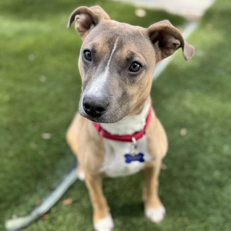 Brixie (Bryce), a Adoptable Mixed Breed in Seminole, FL image 1/4