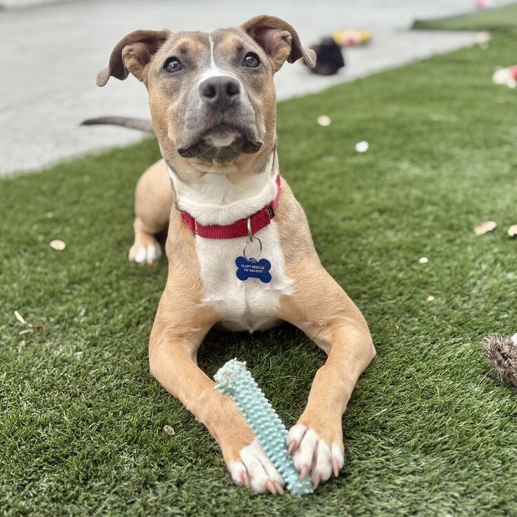 Brixie (Bryce), a Adoptable Mixed Breed in Seminole, FL image 2/4
