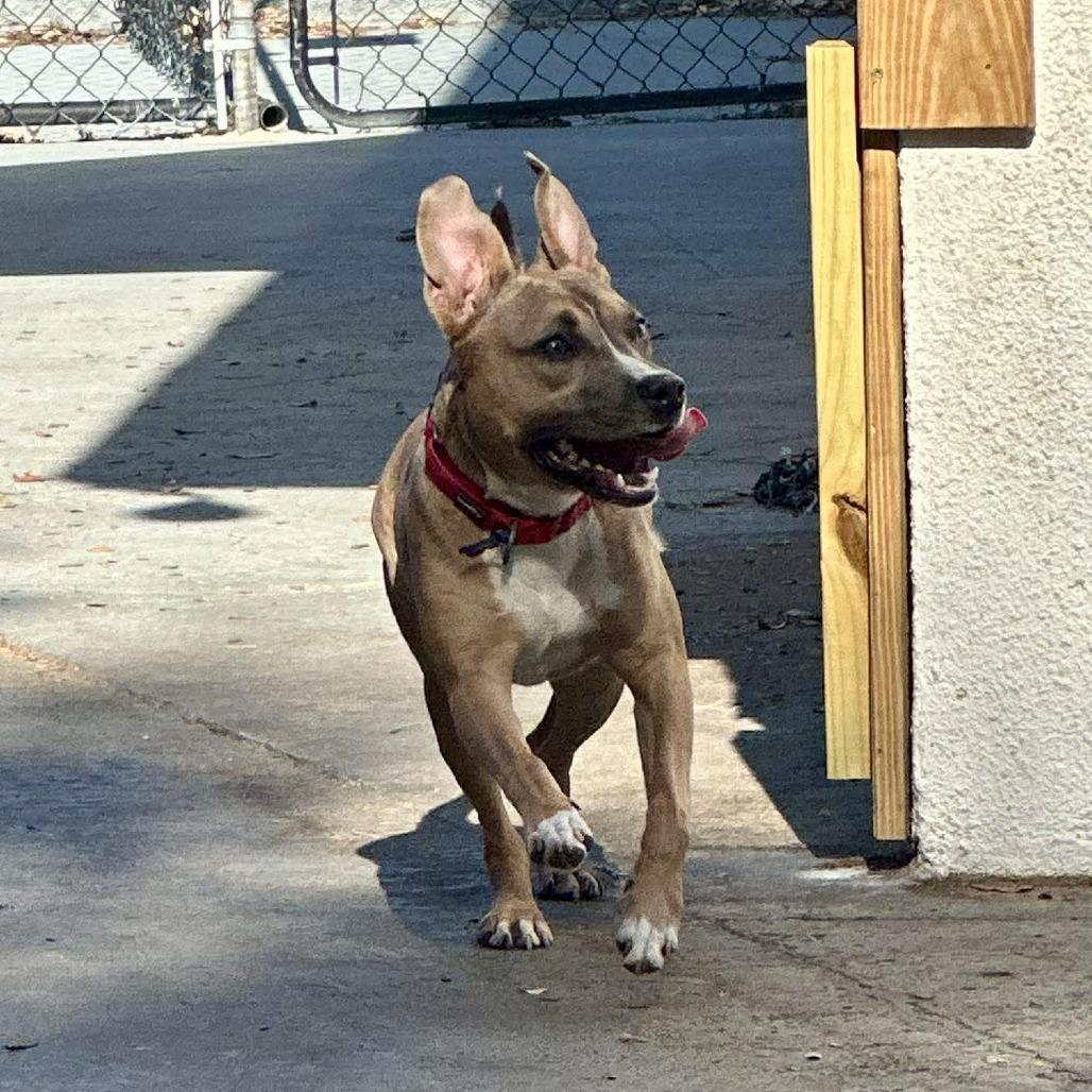 Brixie (Bryce), a Adoptable Mixed Breed in Seminole, FL image 3/4