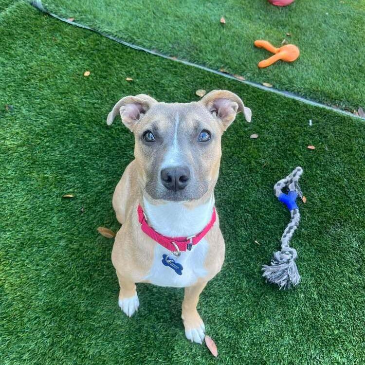 Brixie (Bryce), a Adoptable Mixed Breed in Seminole, FL image 4/4