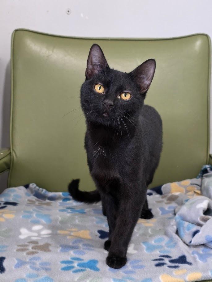 Possum, a Adoptable Domestic Short Hair in Lewisburg, TN image 1/6